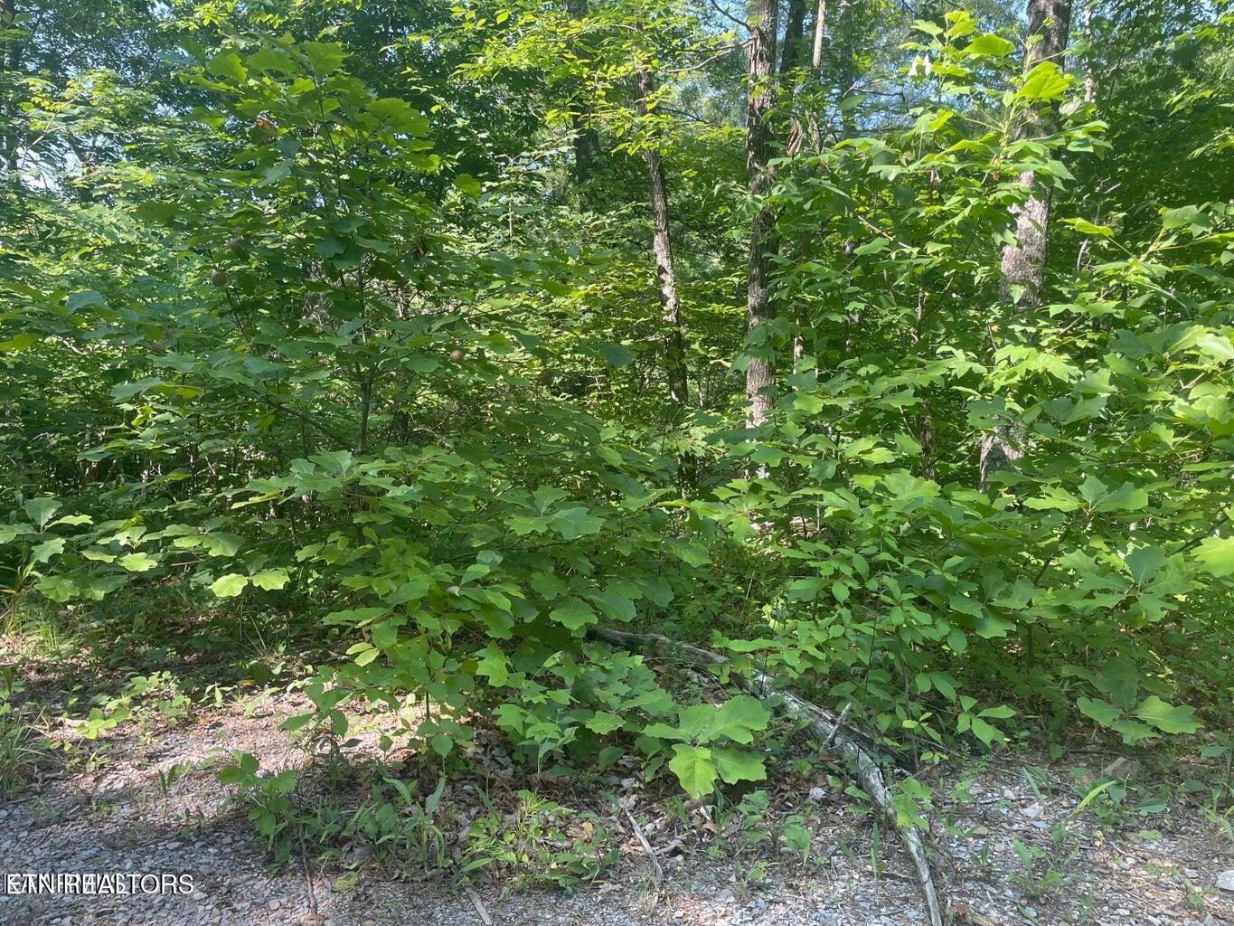 Lot 69 Sycamore St Property Photo 2