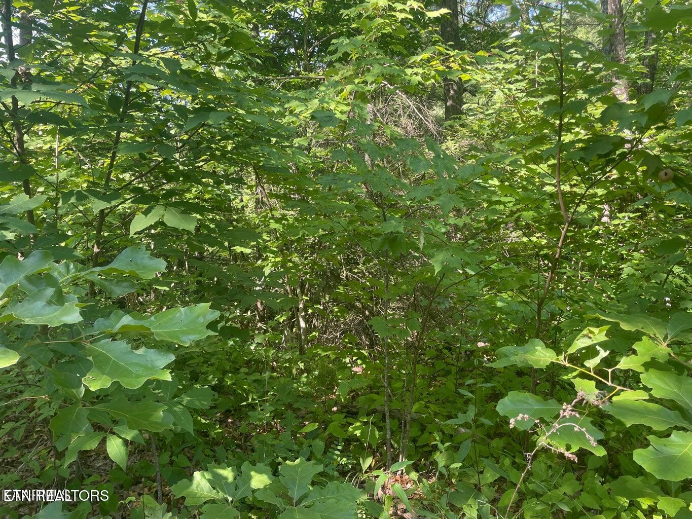 Lot 69 Sycamore St Property Photo 3