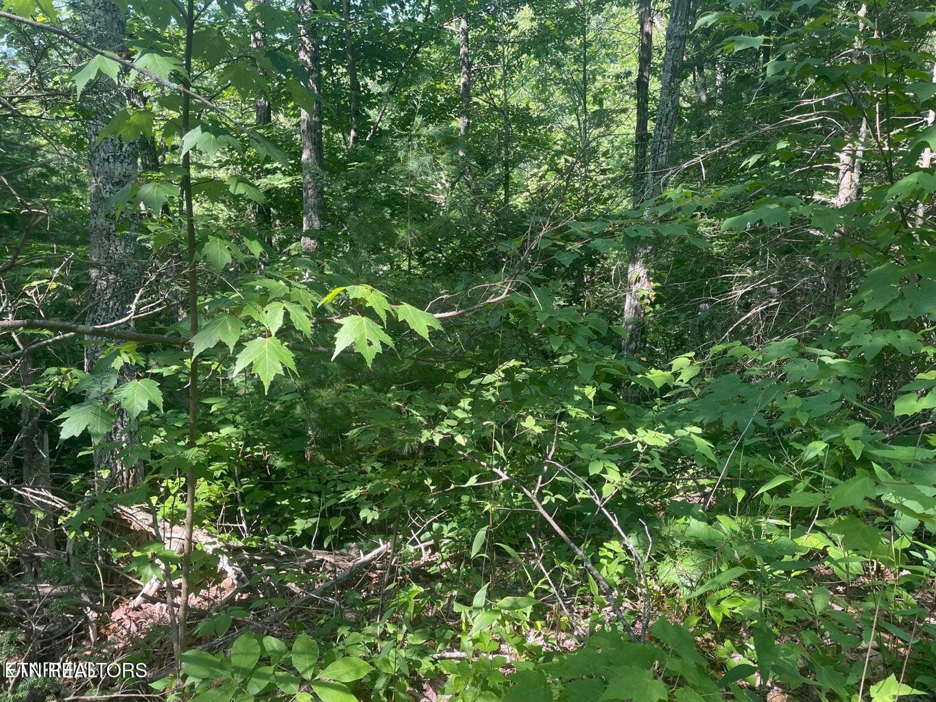 Lot 69 Sycamore St Property Photo 5