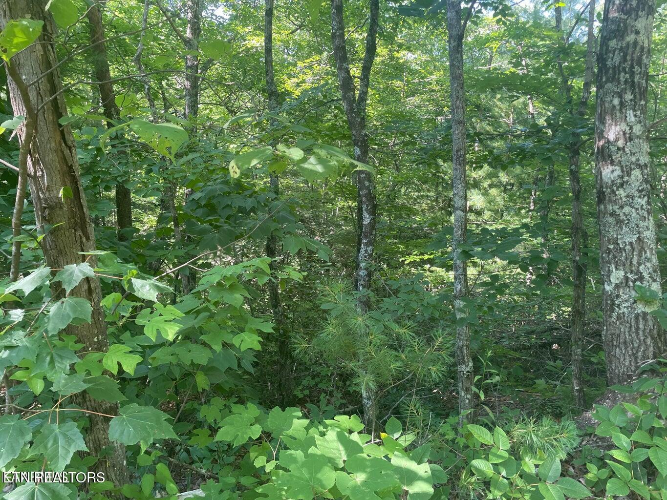 Lot 69 Sycamore St Property Photo 7