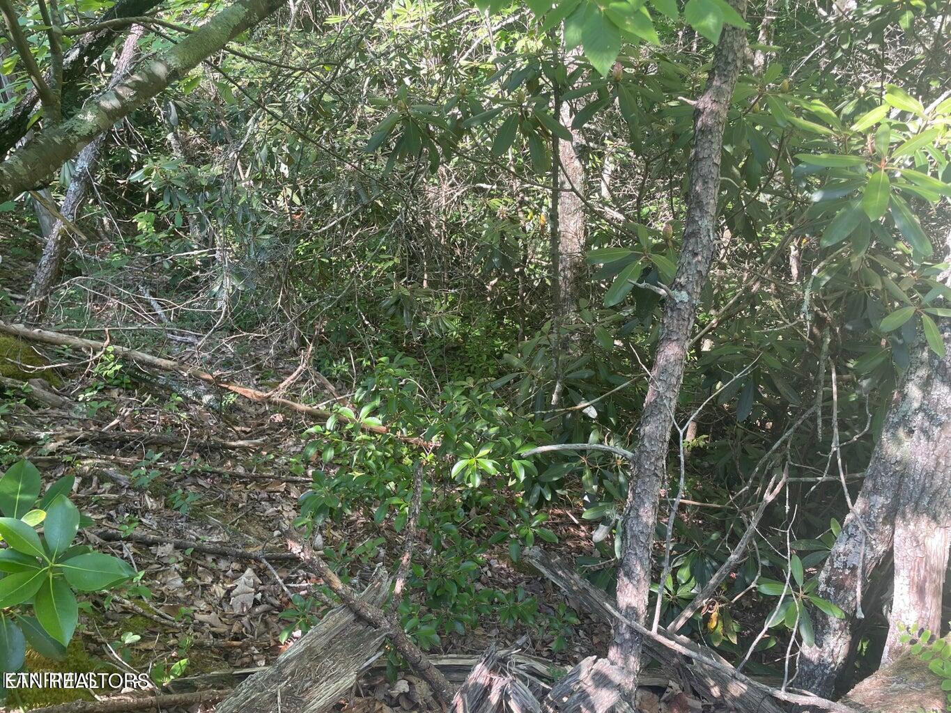 Lot 68 Sycamore St Property Photo 1