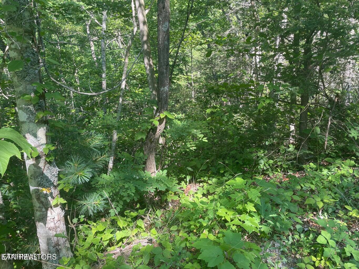 Lot 68 Sycamore St Property Photo 6