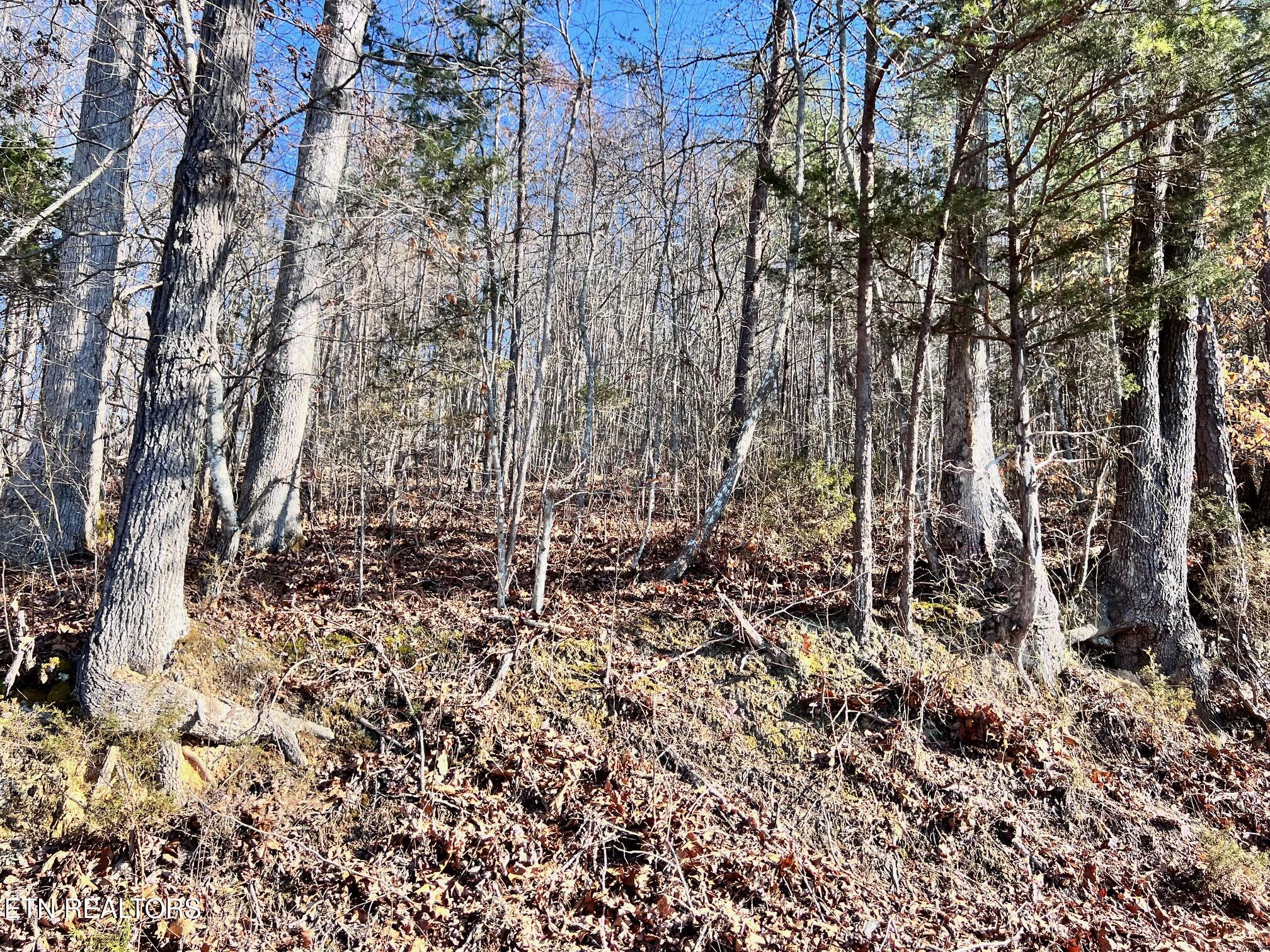 Tract 7 Bundren Mountain Rd Property Photo 7