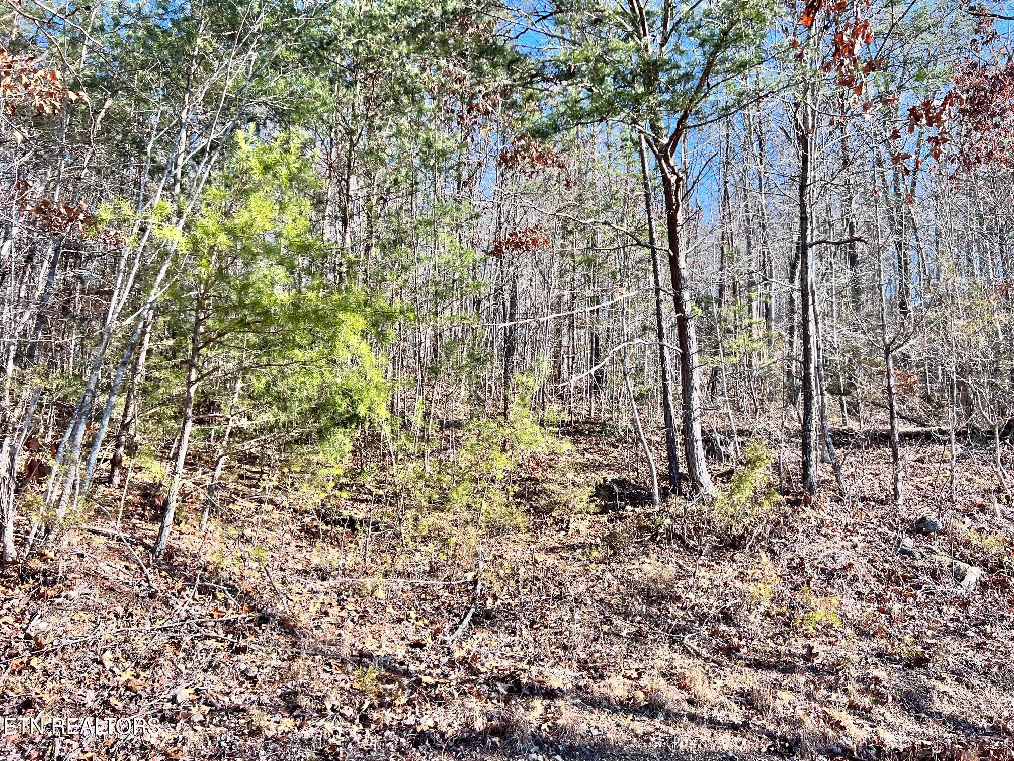Tract 7 Bundren Mountain Rd Property Photo 8