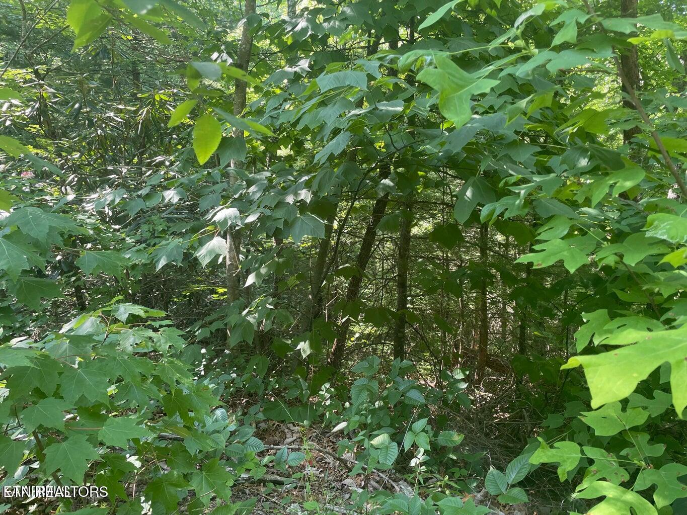 Lot 71 Hazelnut Lane Property Photo 2