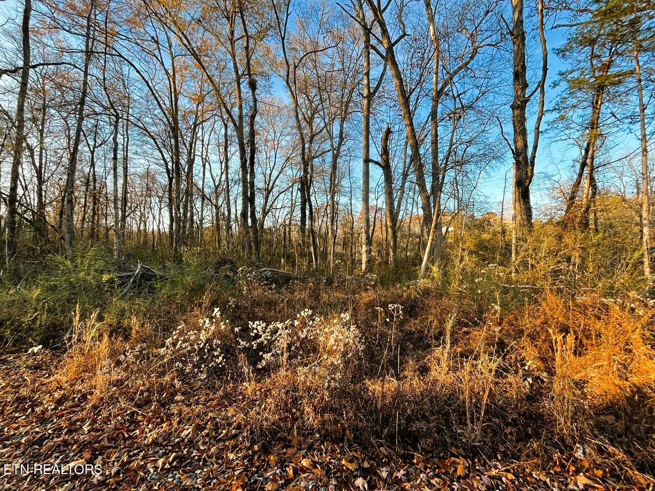 16.75 Ac Euchee Road Property Photo 2