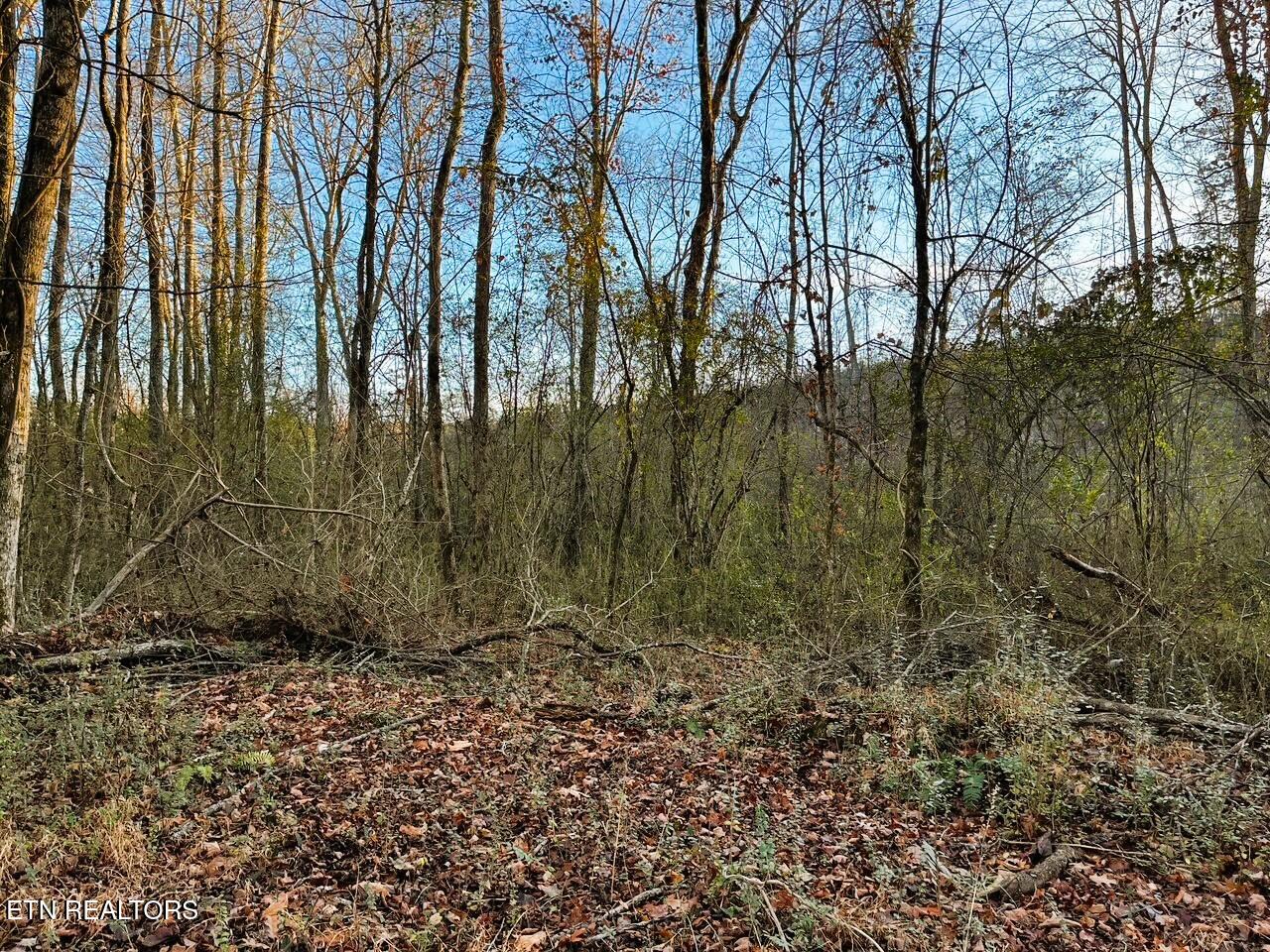 16.75 Ac Euchee Road Property Photo 14