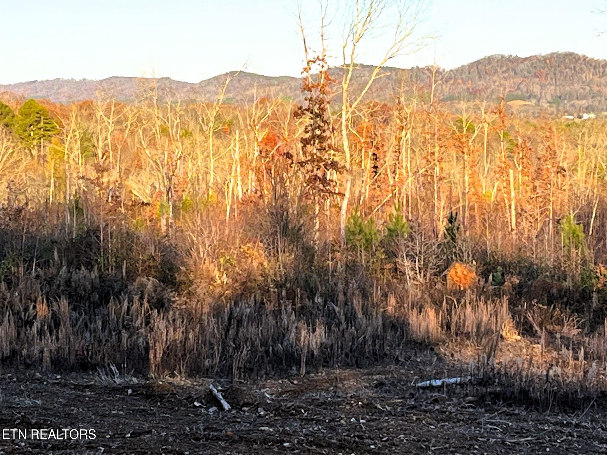 16.75 Ac Euchee Road Property Photo 18