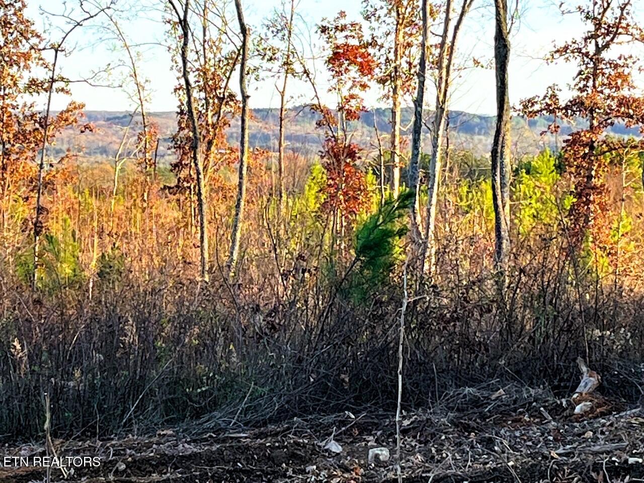 16.75 Ac Euchee Road Property Photo 22