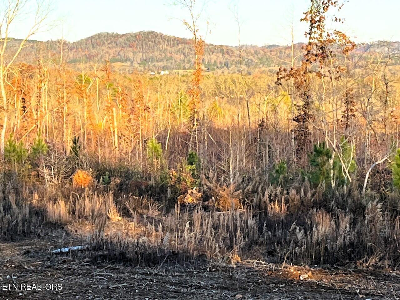 16.75 Ac Euchee Road Property Photo 25