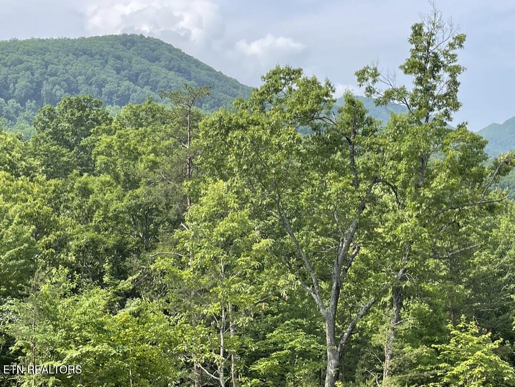 Tr 5 Caney Creek (land Only) Rd Property Photo 6