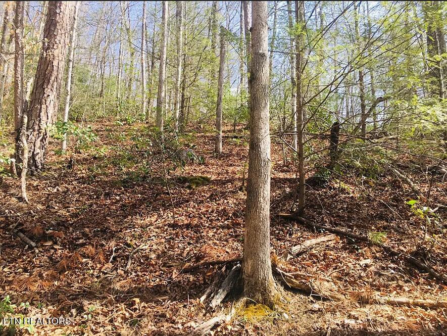 Lumber Jack Way Property Photo 6