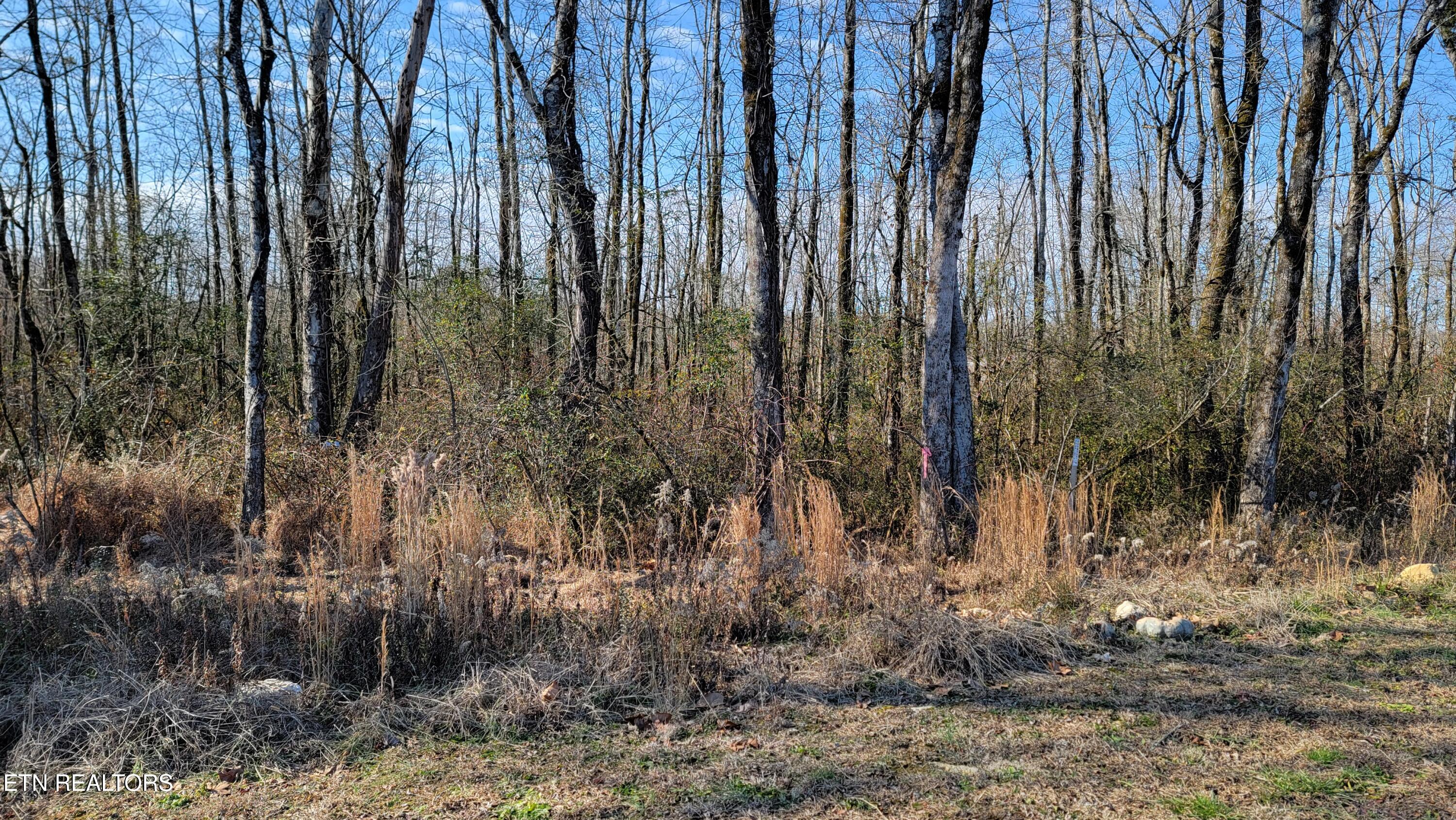 8756 Grey Reed Drive Property Photo 3