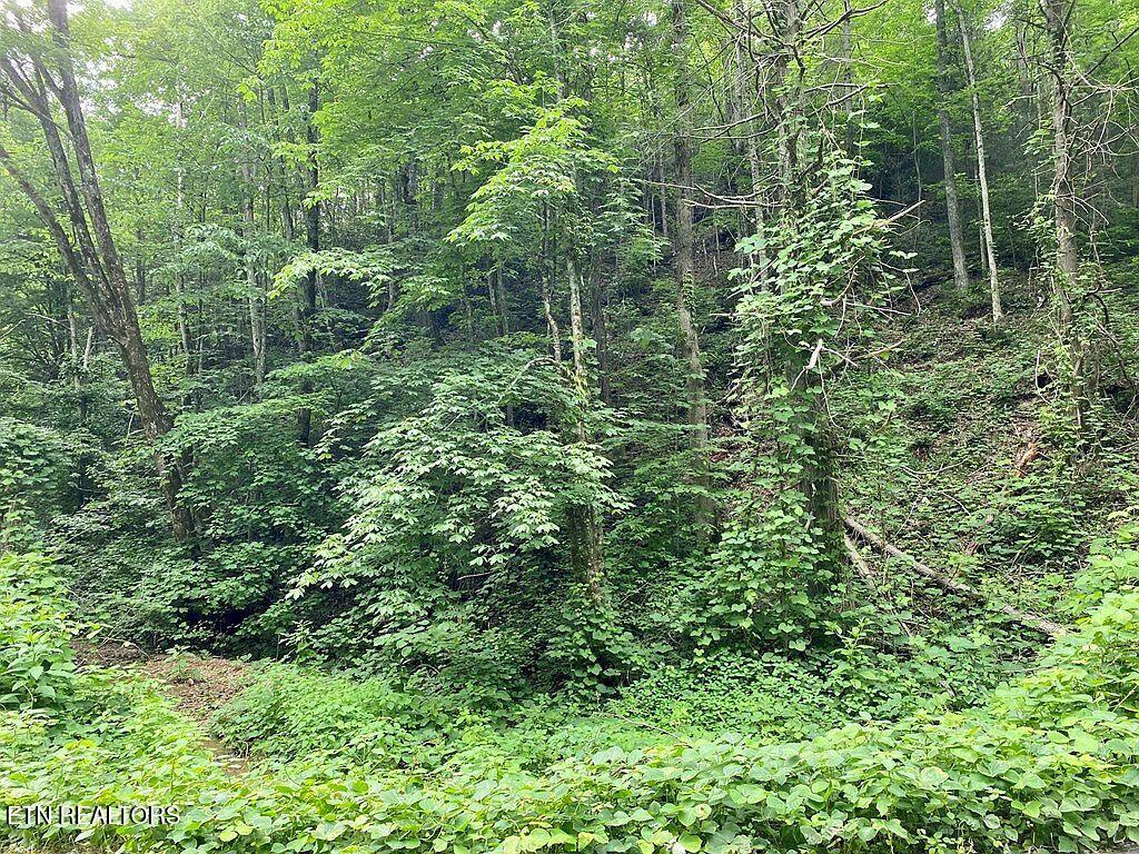 Black Walnut Flats Rd Property Photo 2