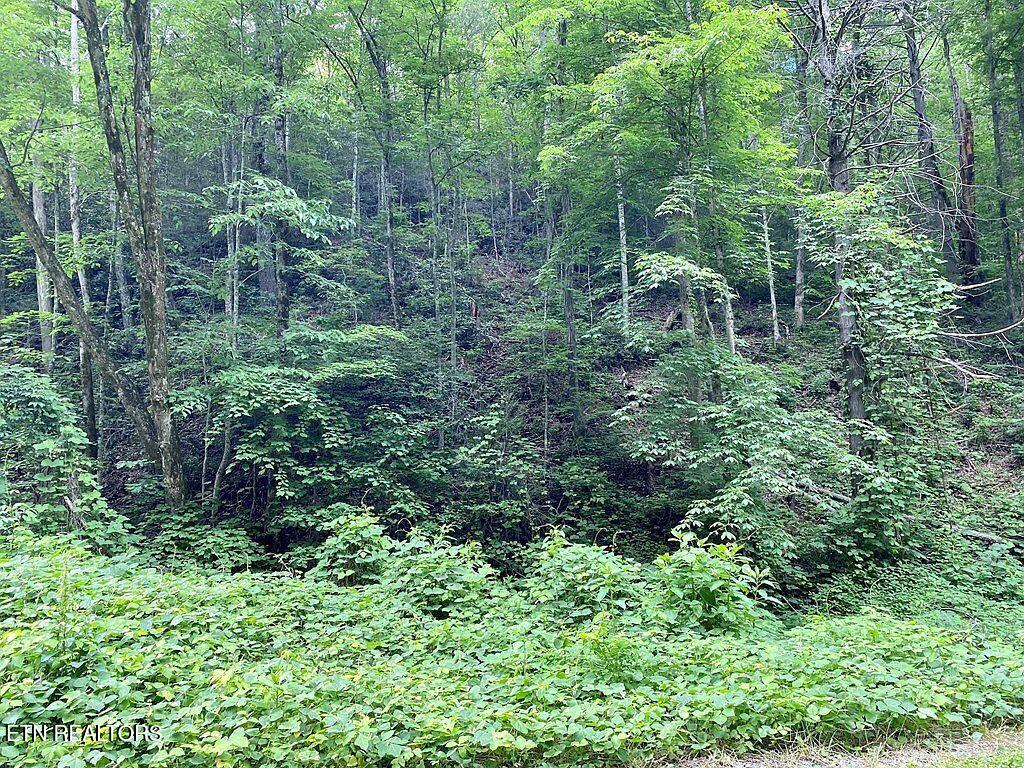 Black Walnut Flats Rd Property Photo 3