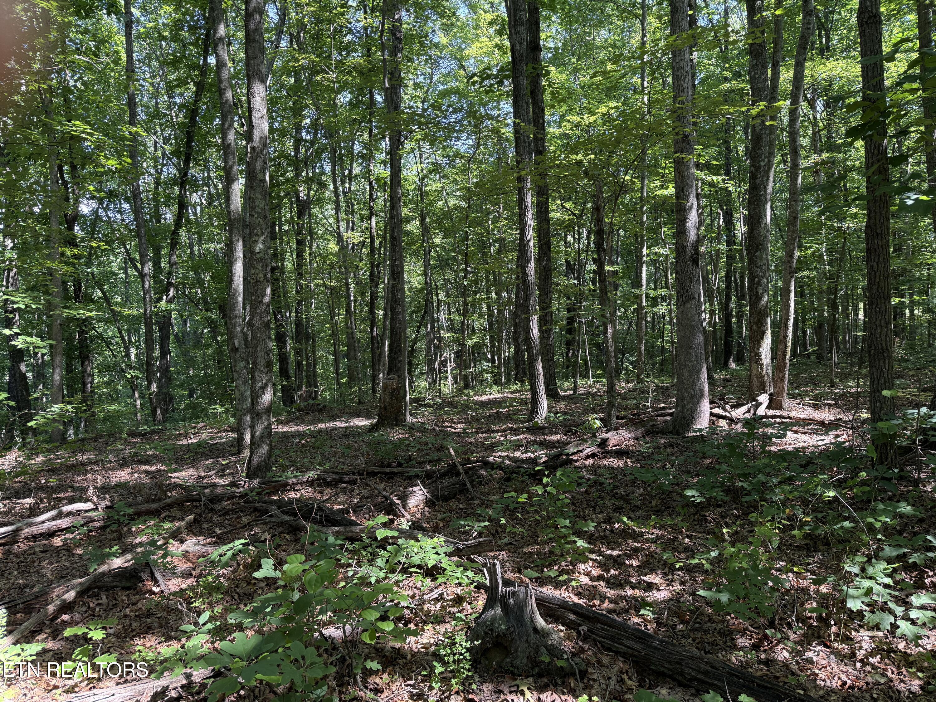 Little Place Property Photo 4
