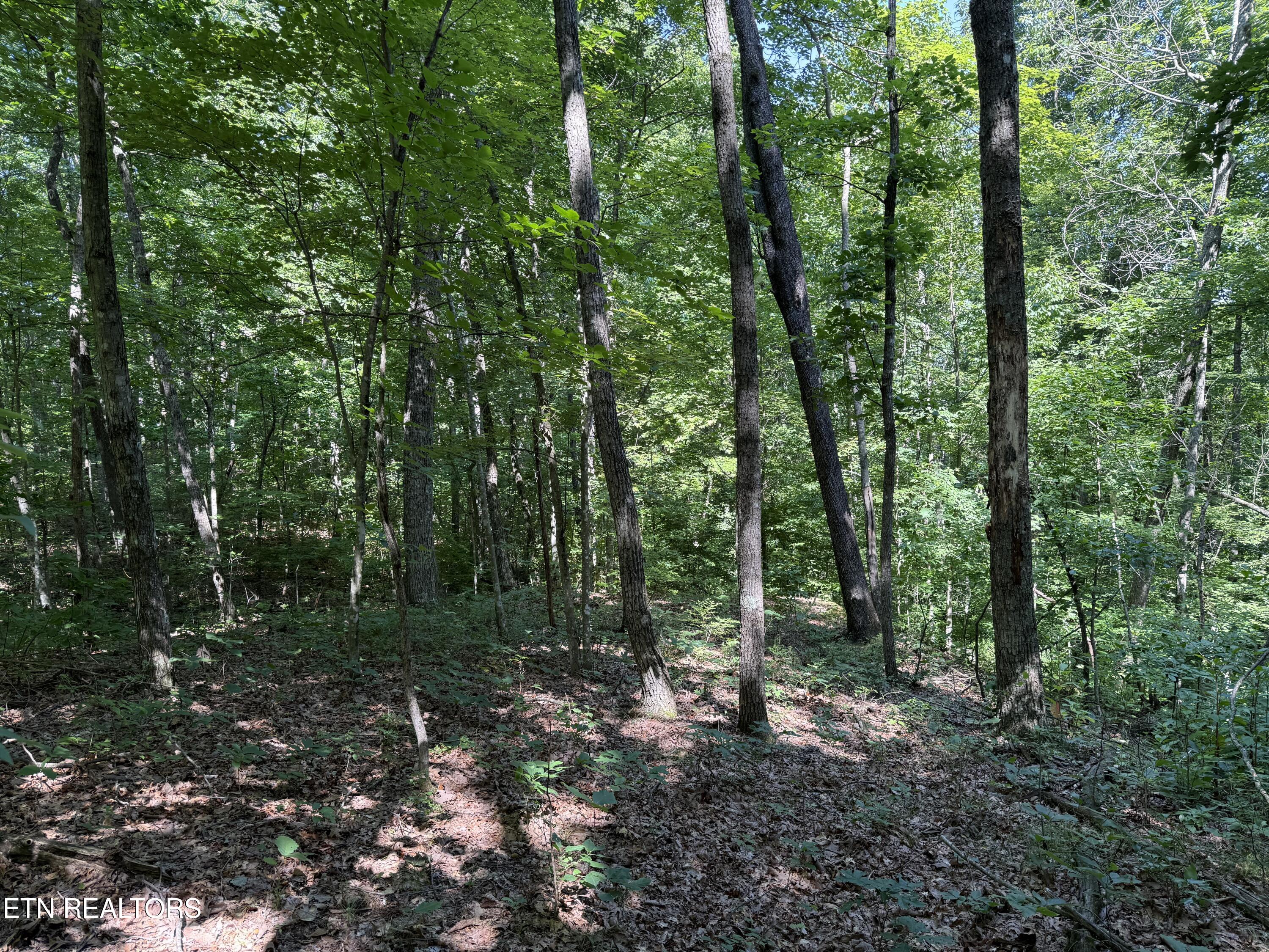 Little Place Property Photo 11