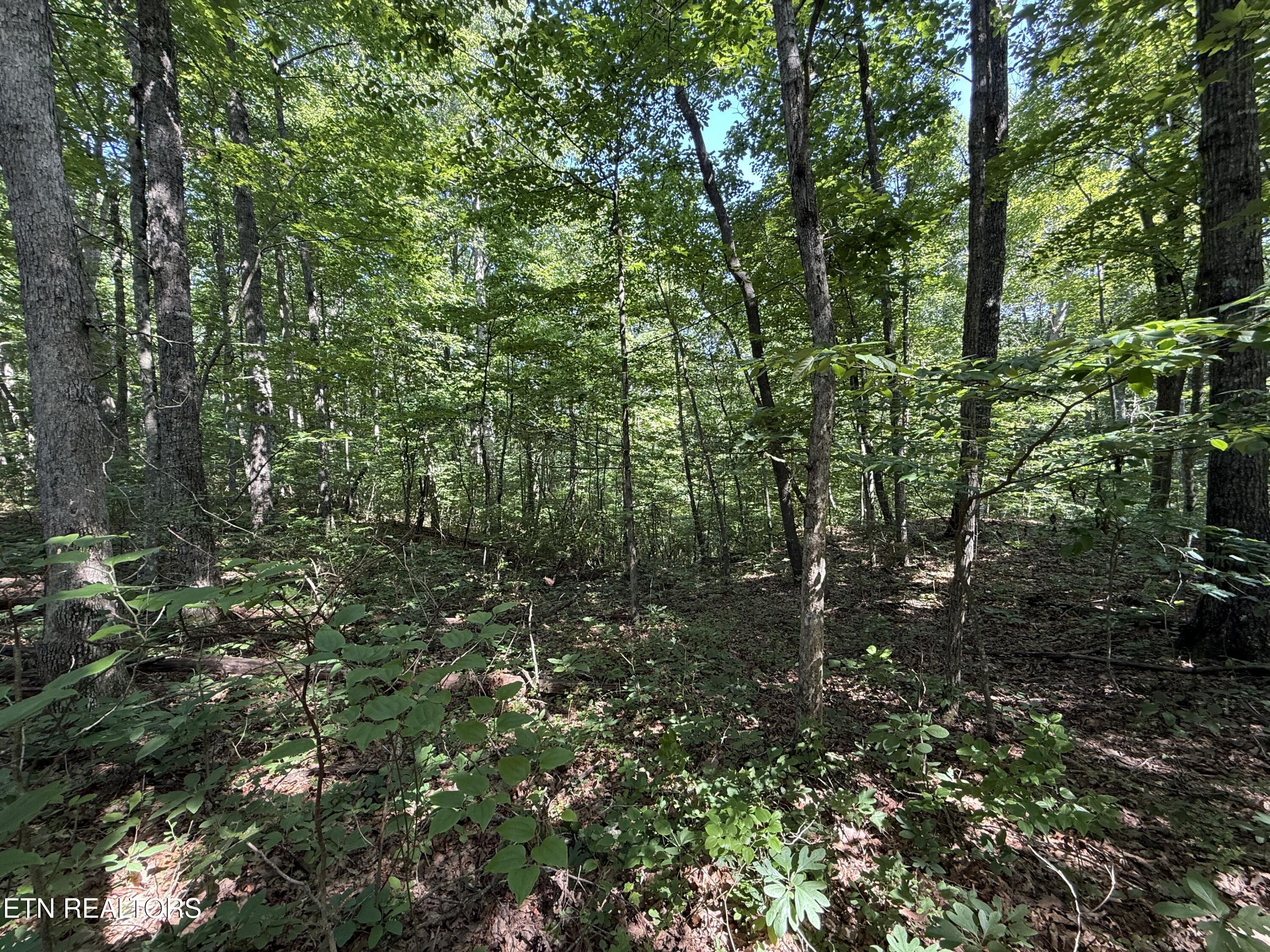 Little Place Property Photo 12