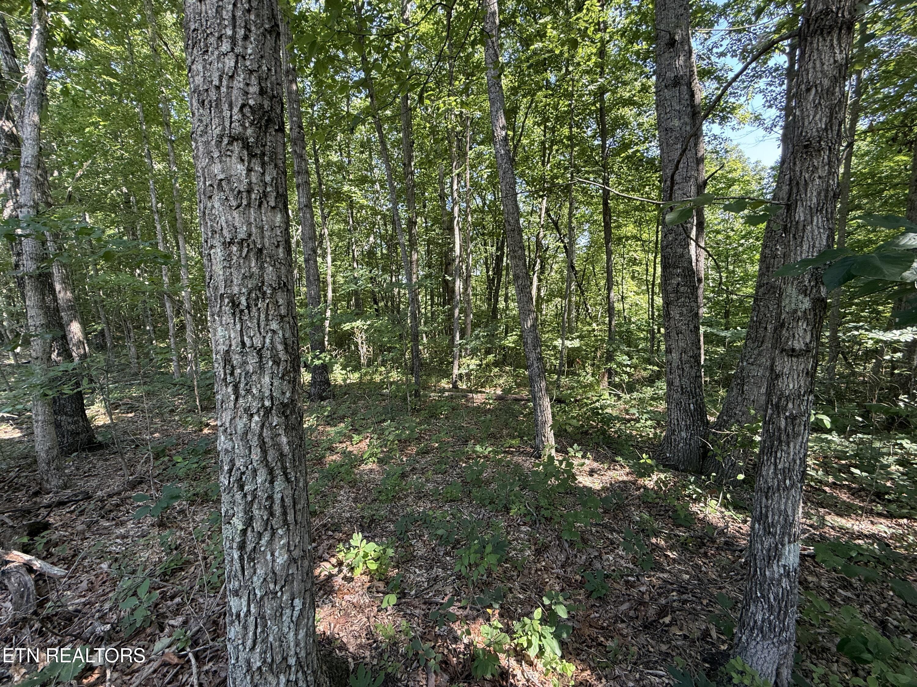 Little Place Property Photo 13