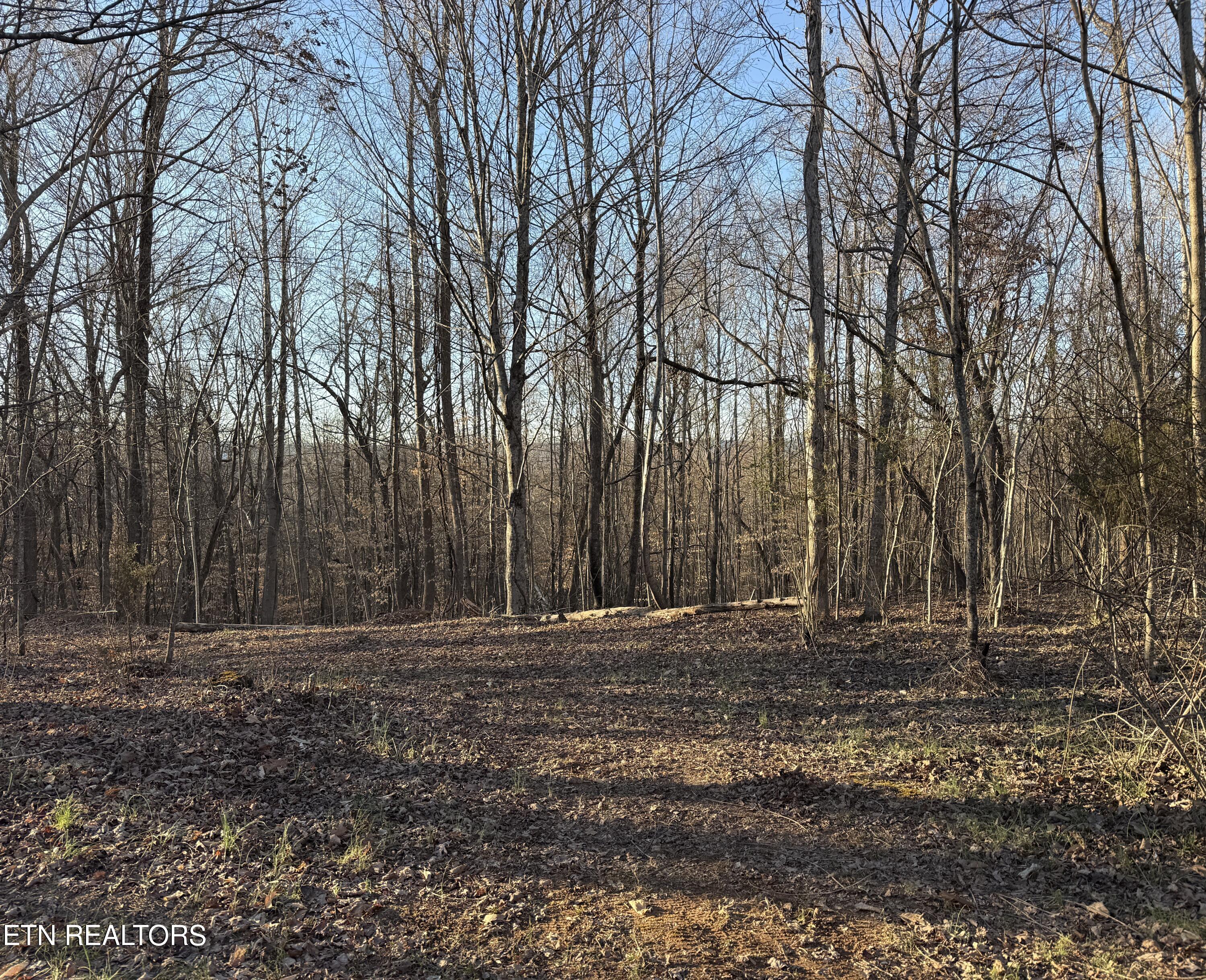 222 White Pine Rd Property Photo 7