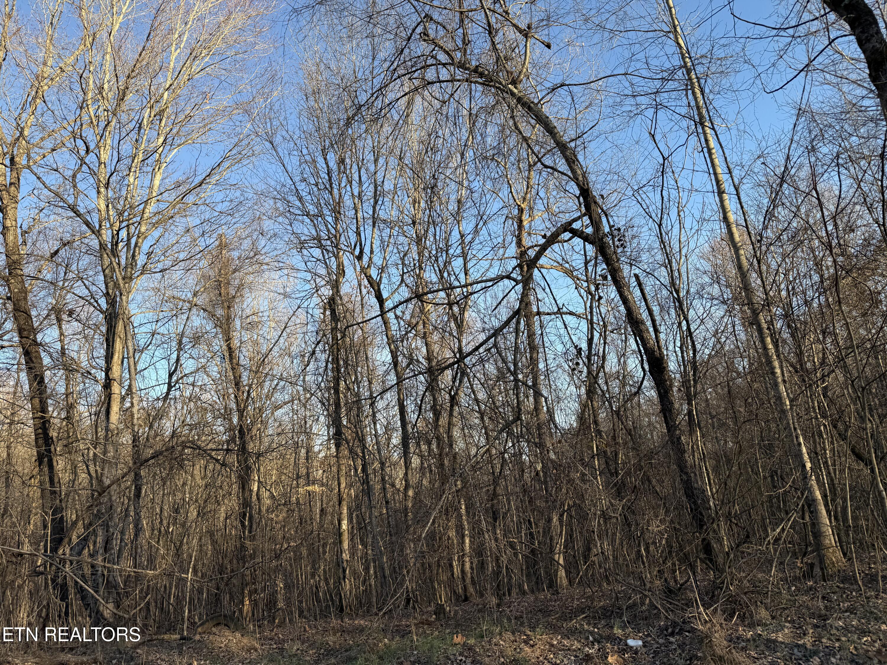 222 White Pine Rd Property Photo 8