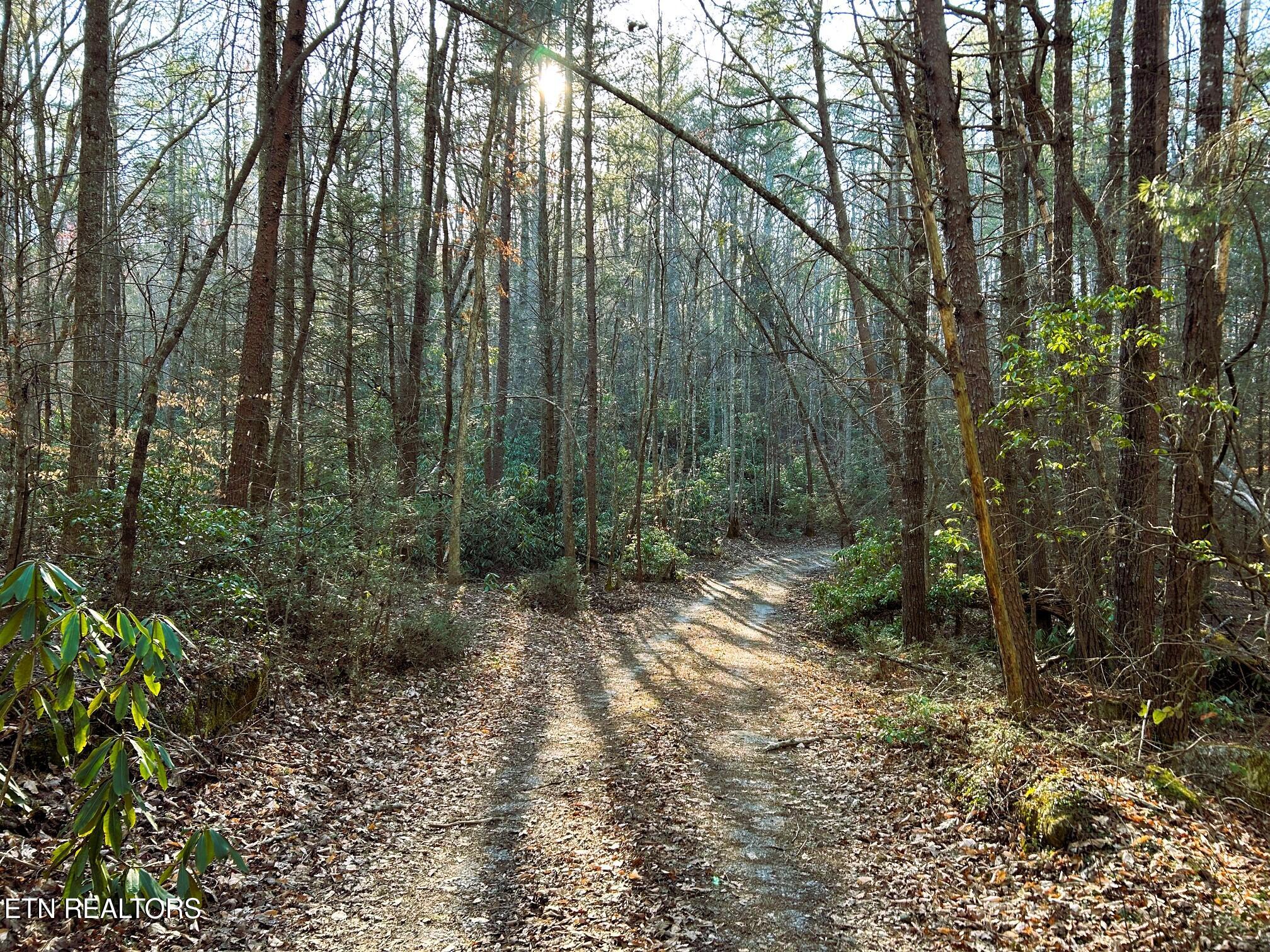 00 Bullet Creek Road Property Photo 4