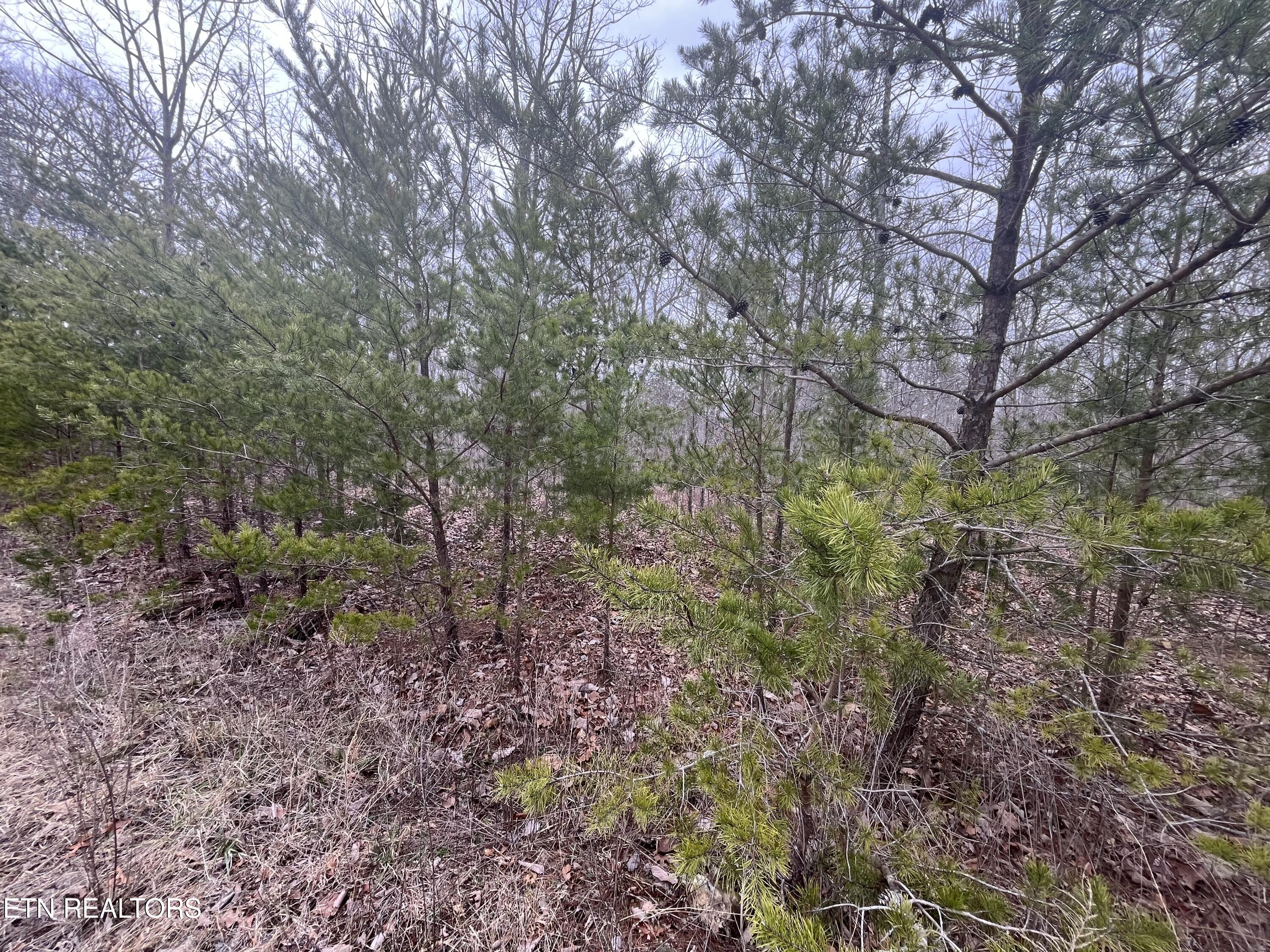 0 Maple Lane Property Photo