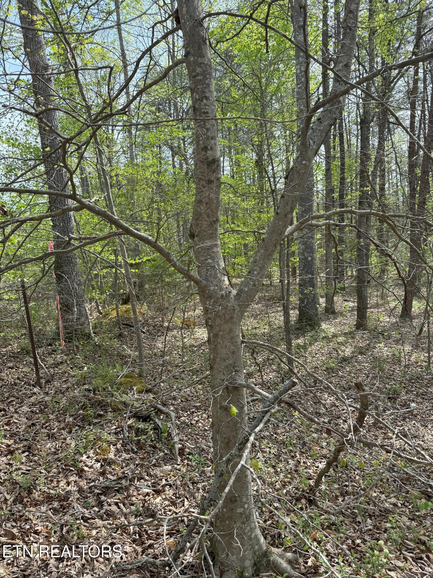 Citico Rd Property Photo 12