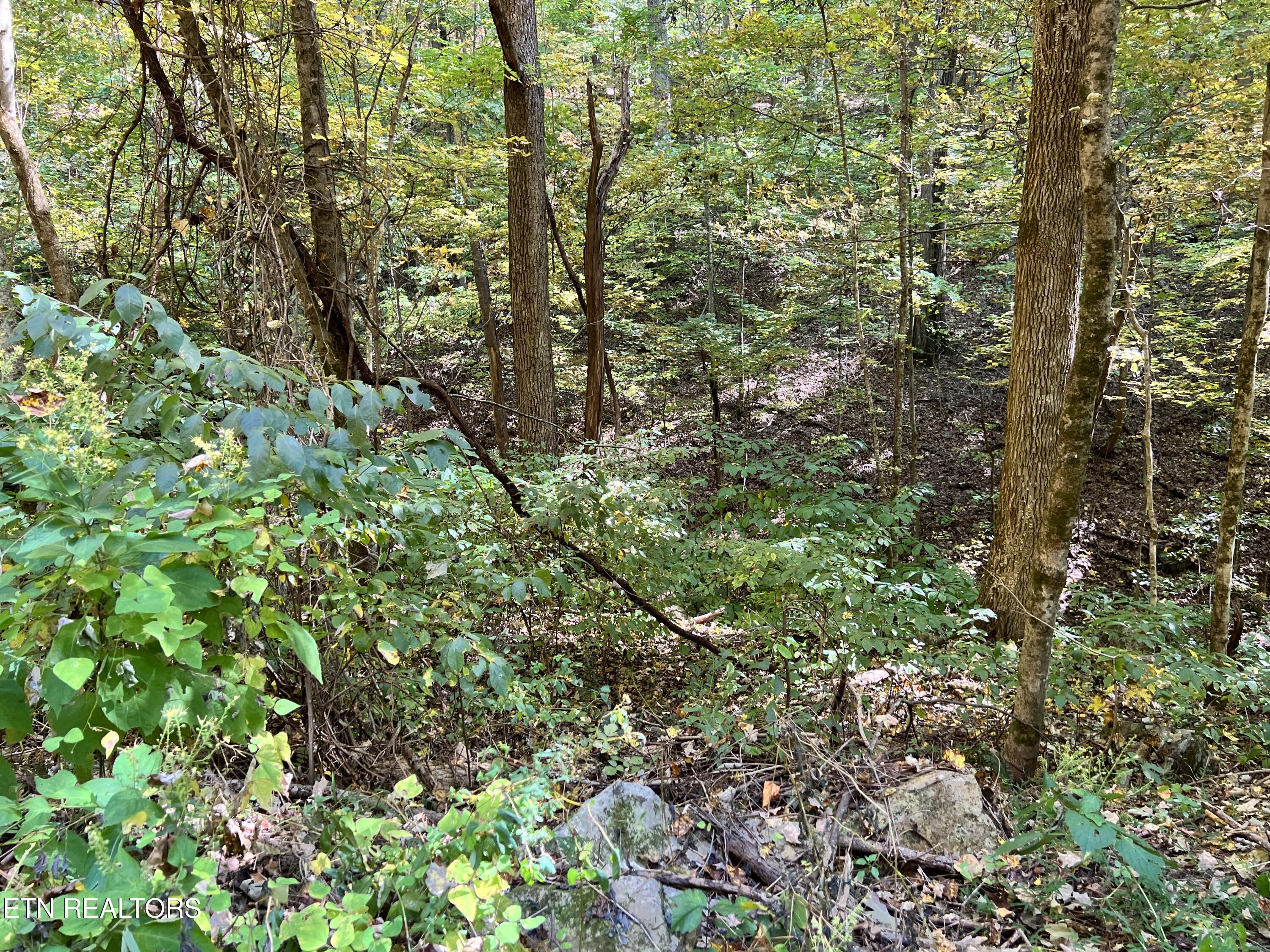 1875 Dyer Hollow Rd Property Photo 3