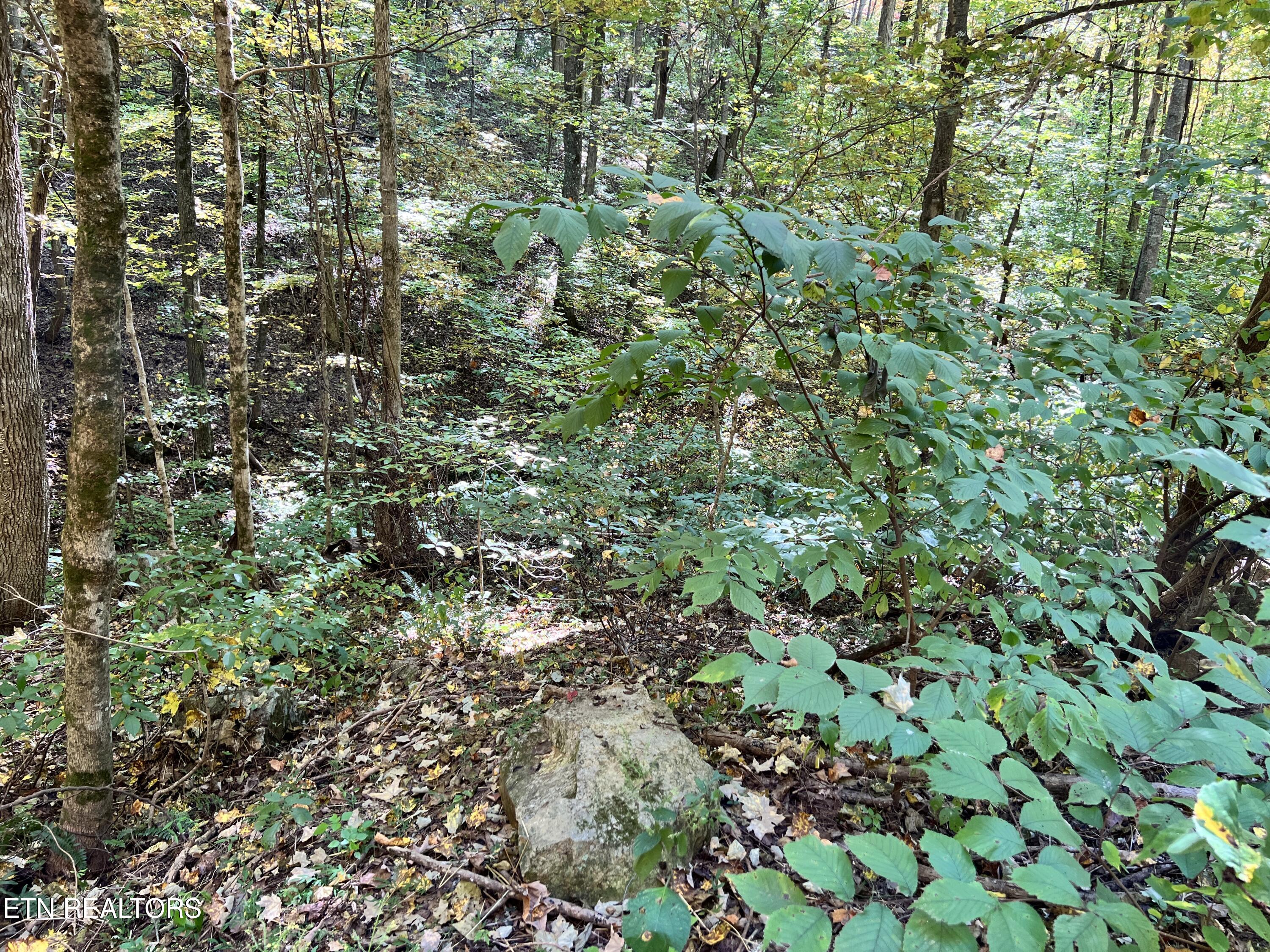 1875 Dyer Hollow Rd Property Photo 4