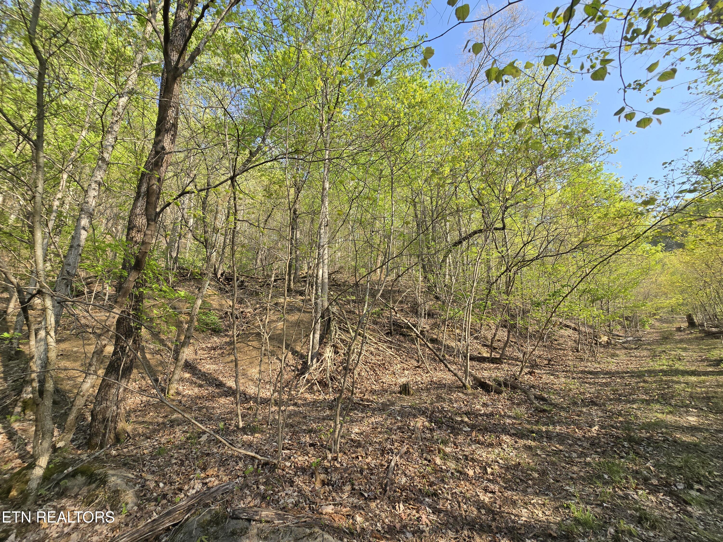 Tr-4 Boatmans Mountain-25.54ac Property Photo 10