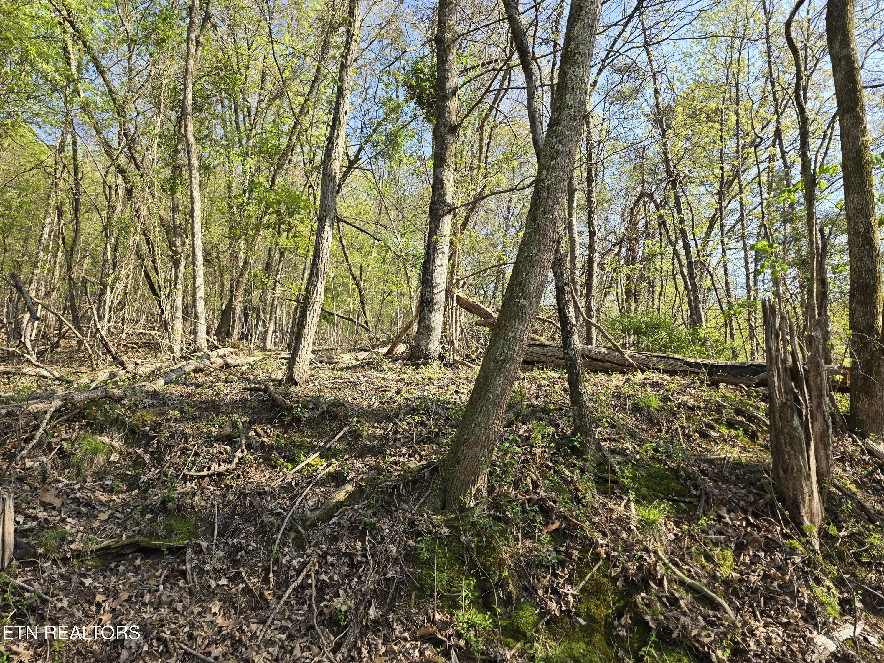 Tr-4 Boatmans Mountain-25.54ac Property Photo 13
