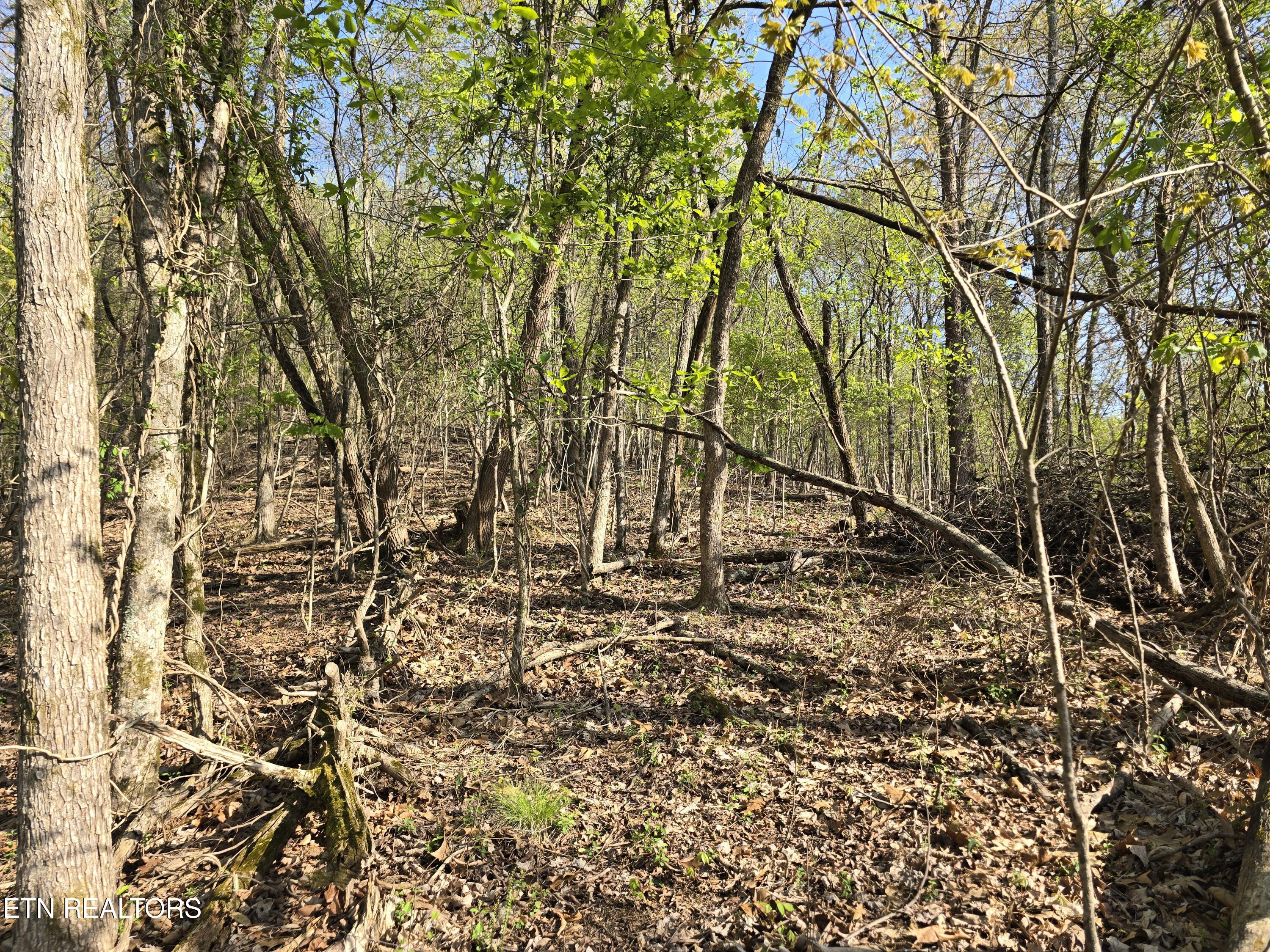 Tr-4 Boatmans Mountain-25.54ac Property Photo 14