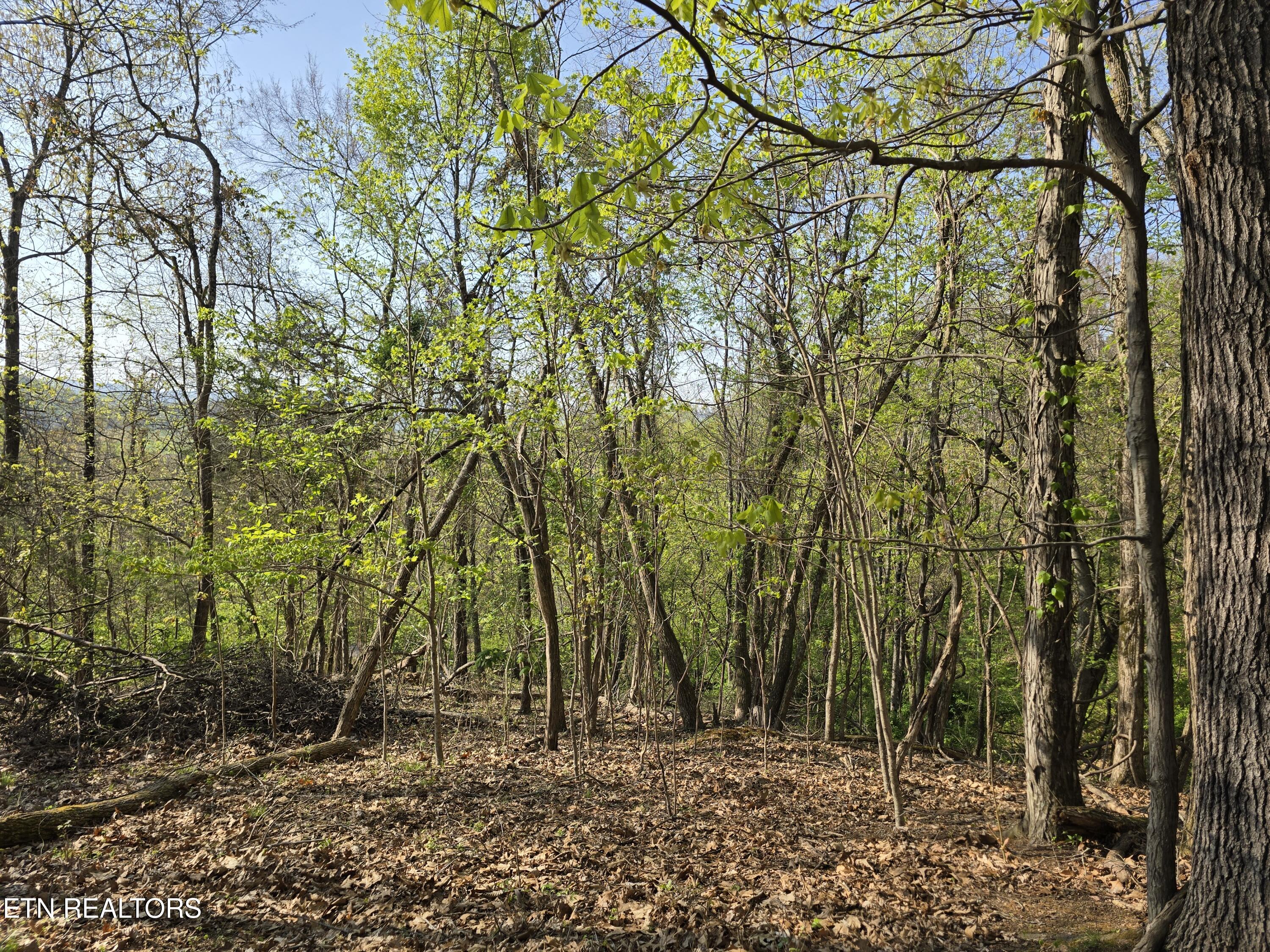 Tr-4 Boatmans Mountain-25.54ac Property Photo 15