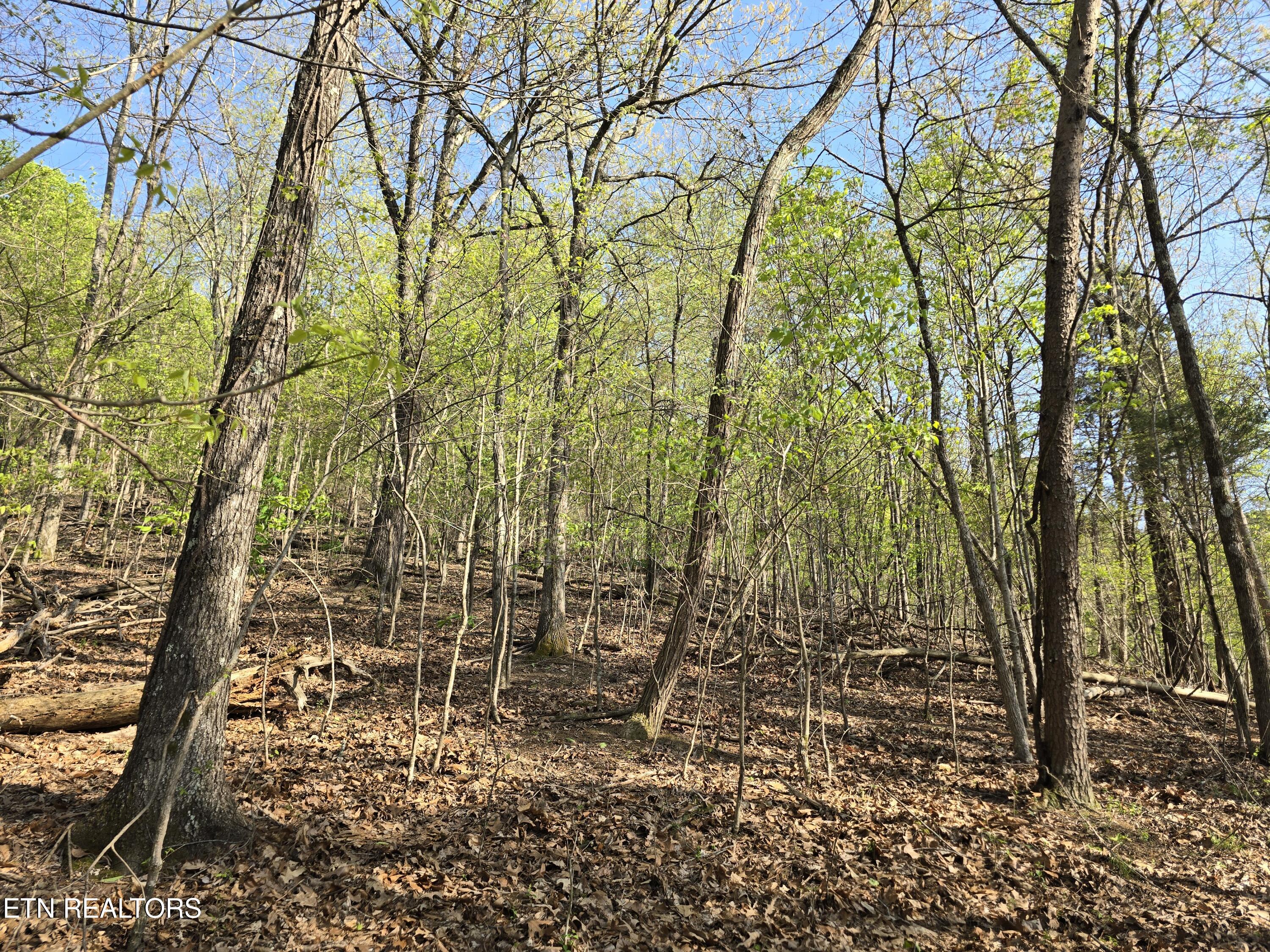 Tr-4 Boatmans Mountain-25.54ac Property Photo 16