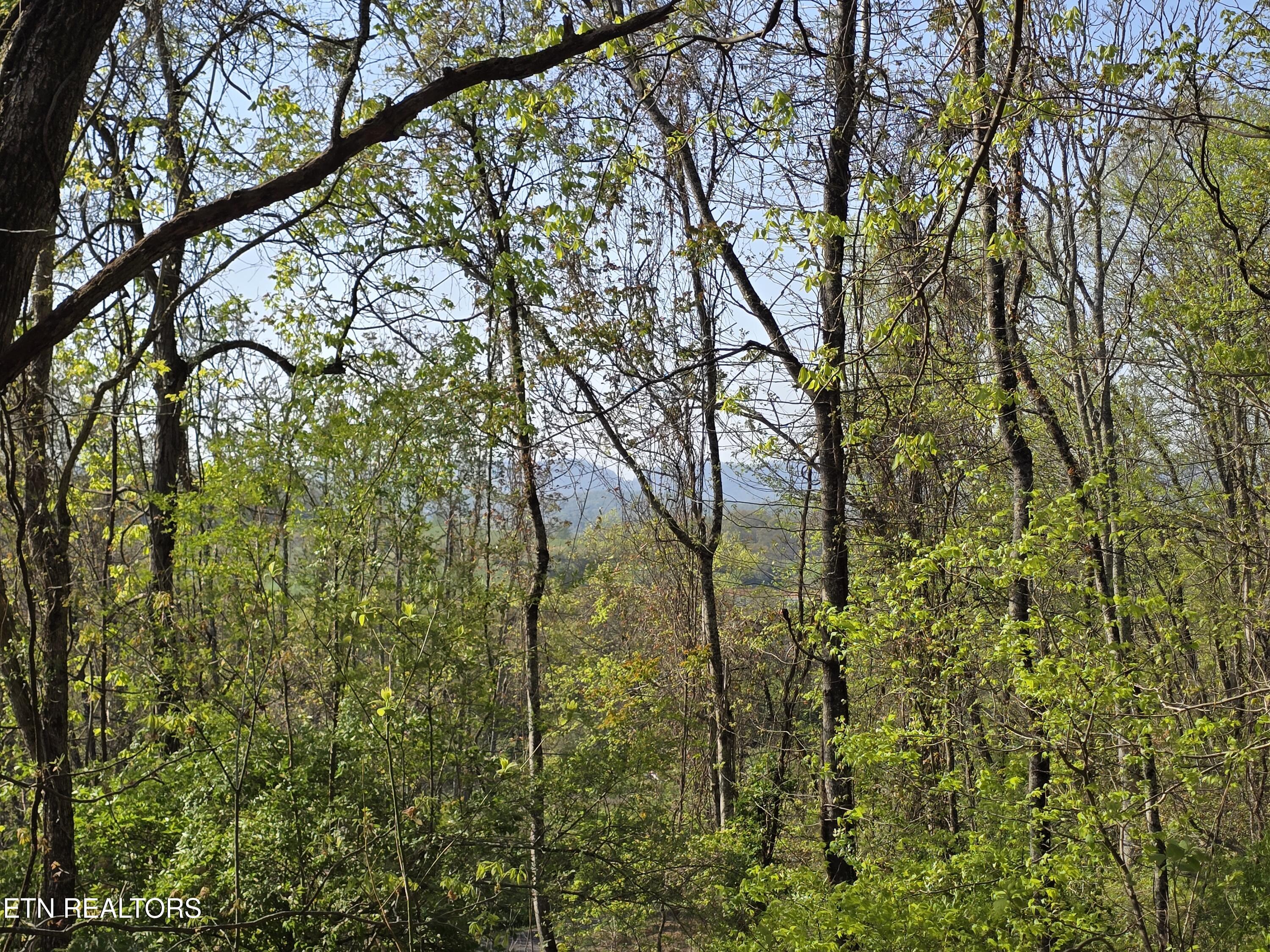 Tr-4 Boatmans Mountain-25.54ac Property Photo 17