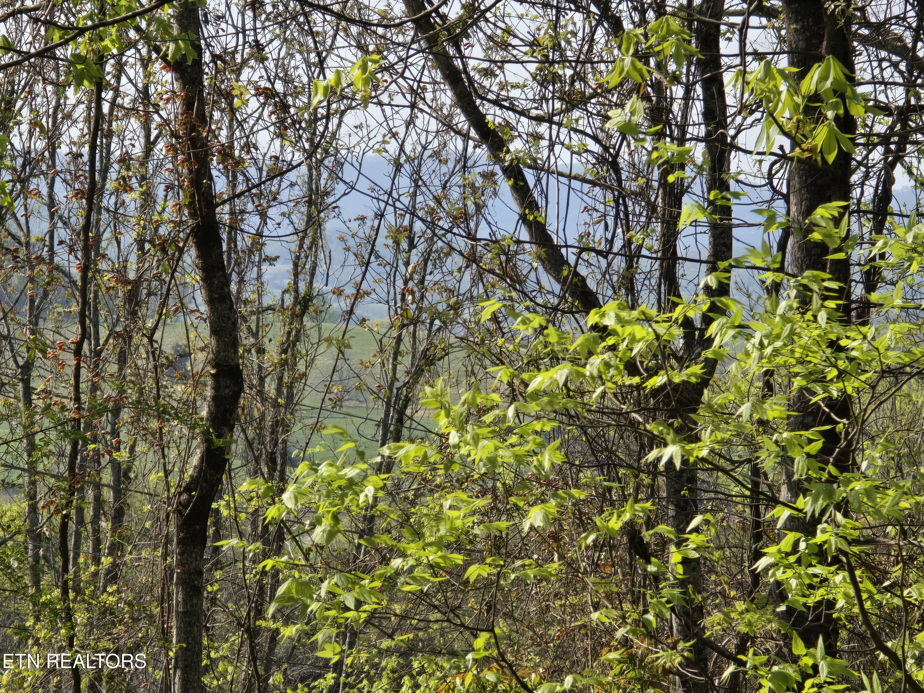Tr-4 Boatmans Mountain-25.54ac Property Photo 18
