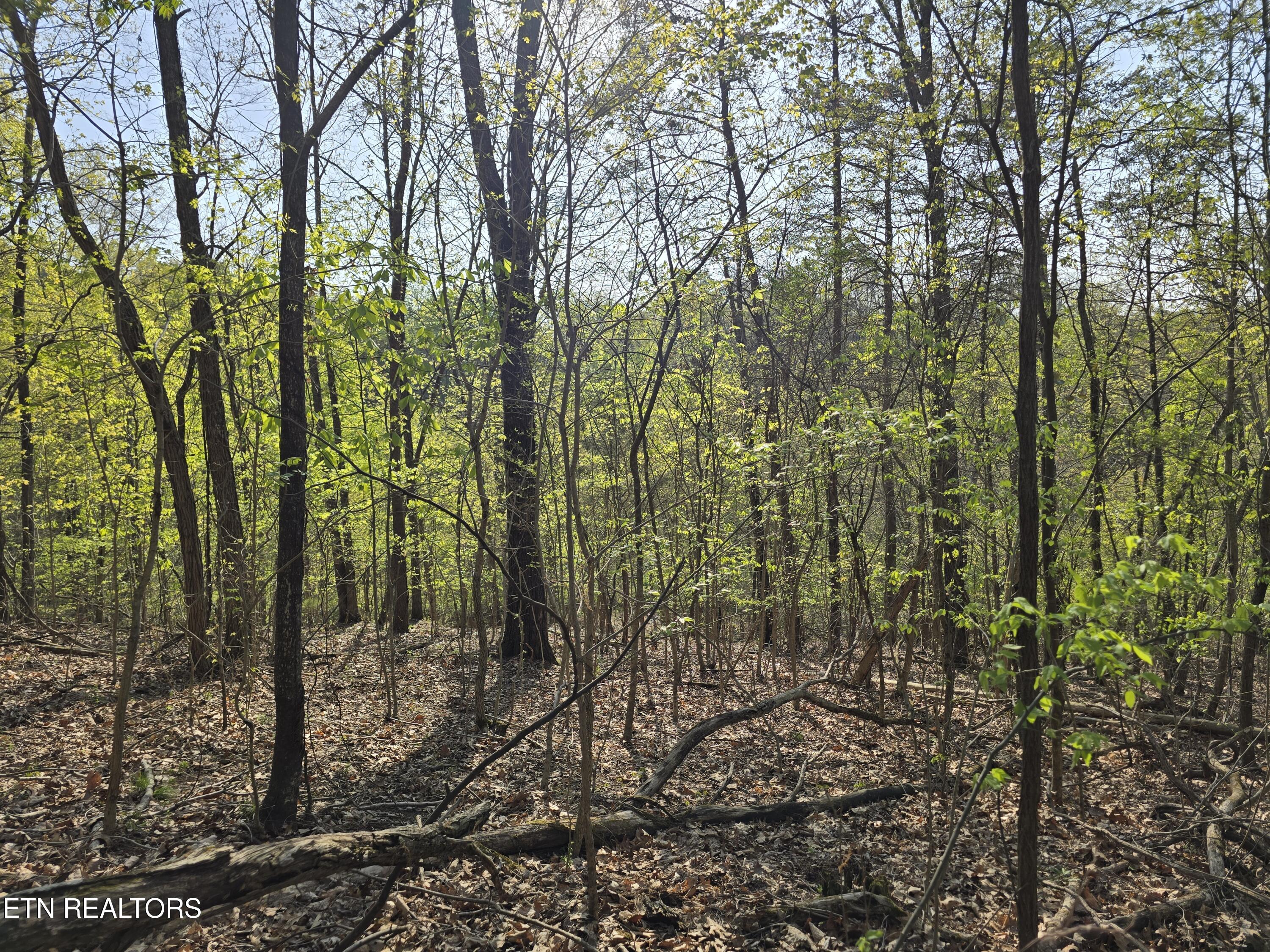 Tr-4 Boatmans Mountain-25.54ac Property Photo 19