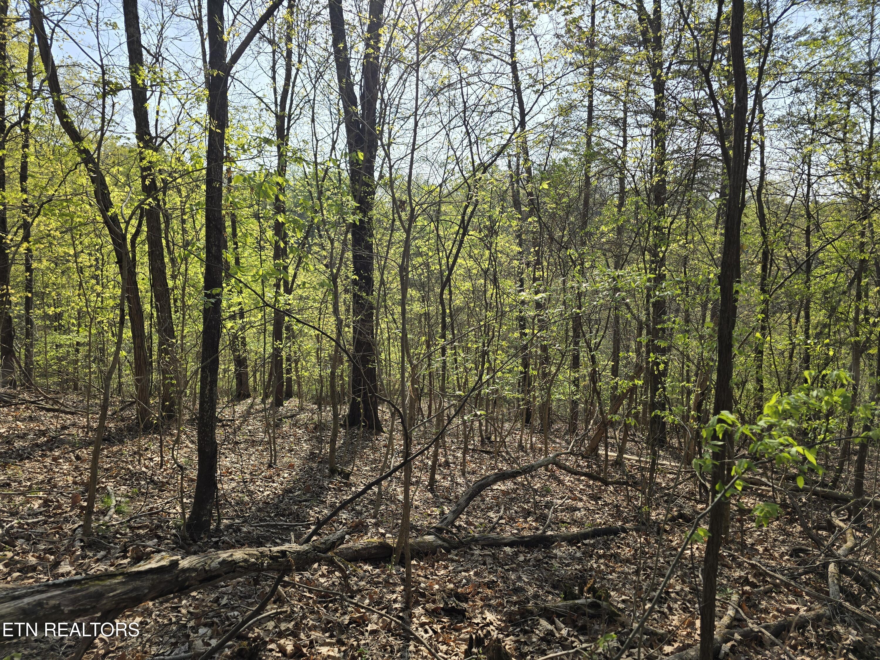 Tr-4 Boatmans Mountain-25.54ac Property Photo 20