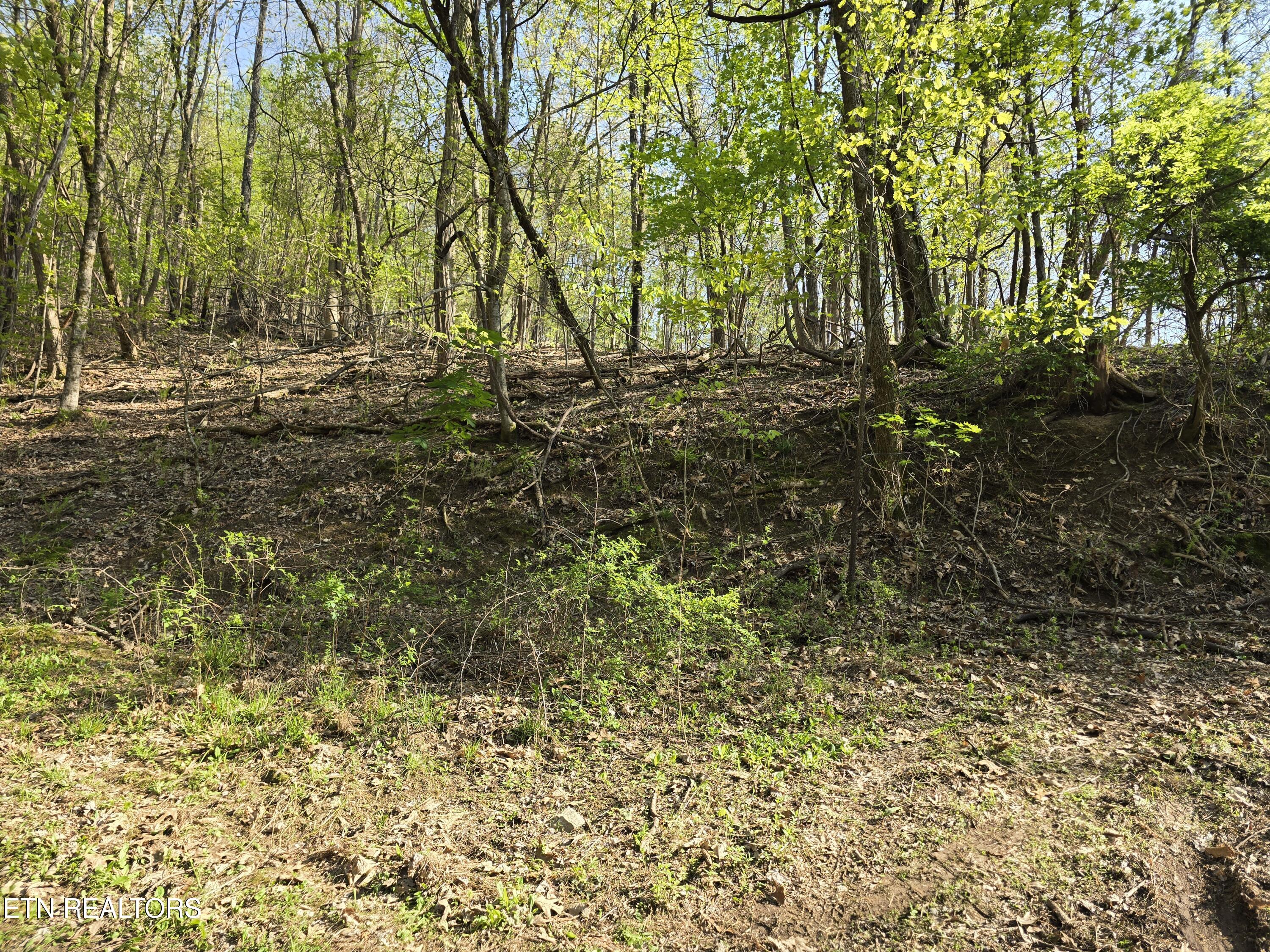 Tr-4 Boatmans Mountain-25.54ac Property Photo 22