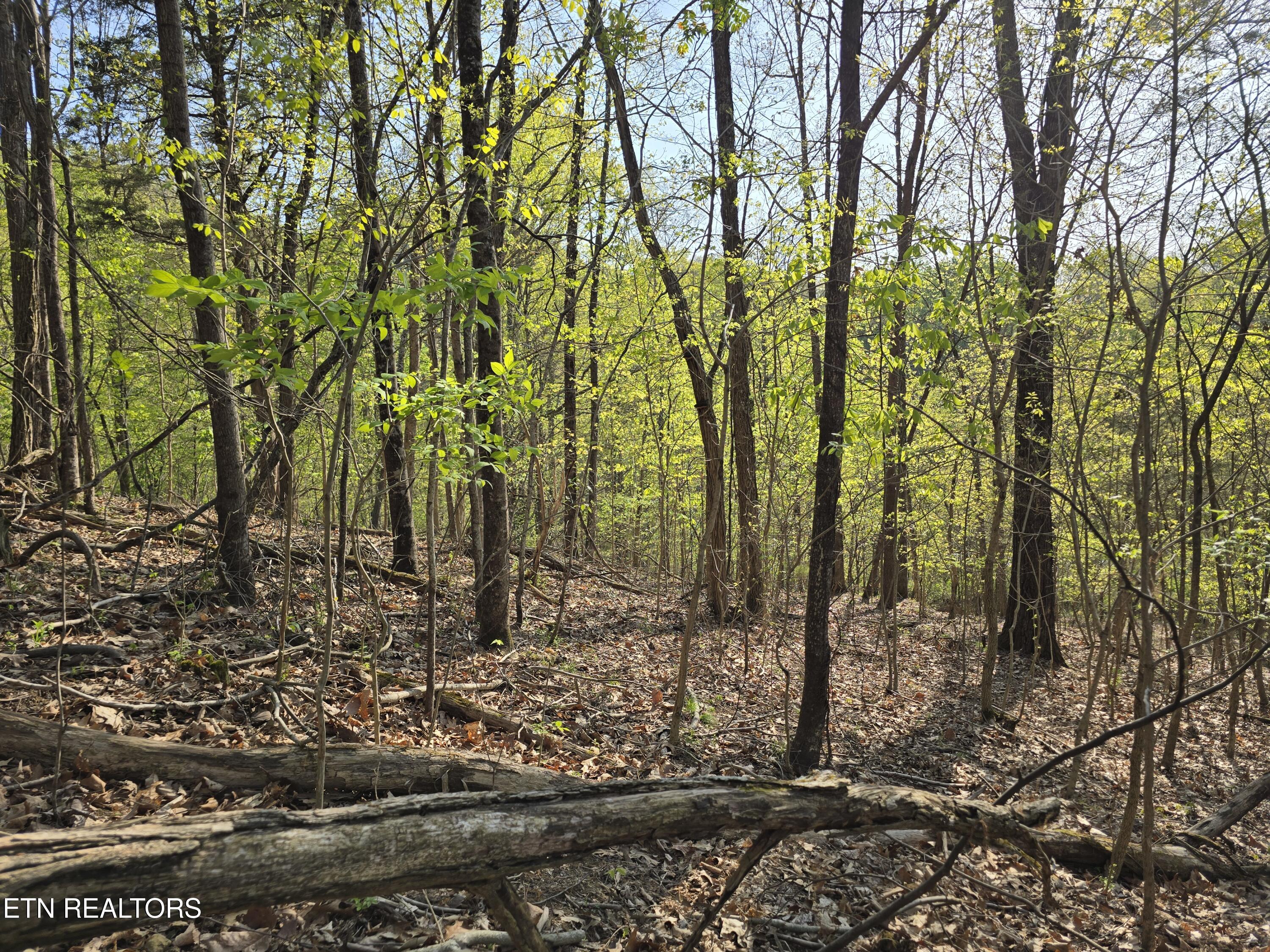 Tr-4 Boatmans Mountain-25.54ac Property Photo 23