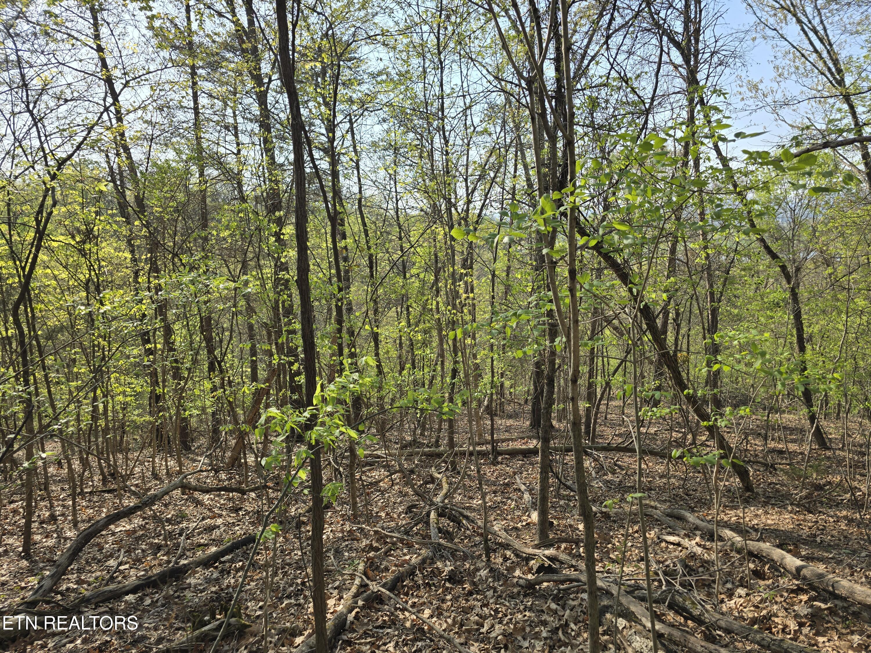 Tr-4 Boatmans Mountain-25.54ac Property Photo 24