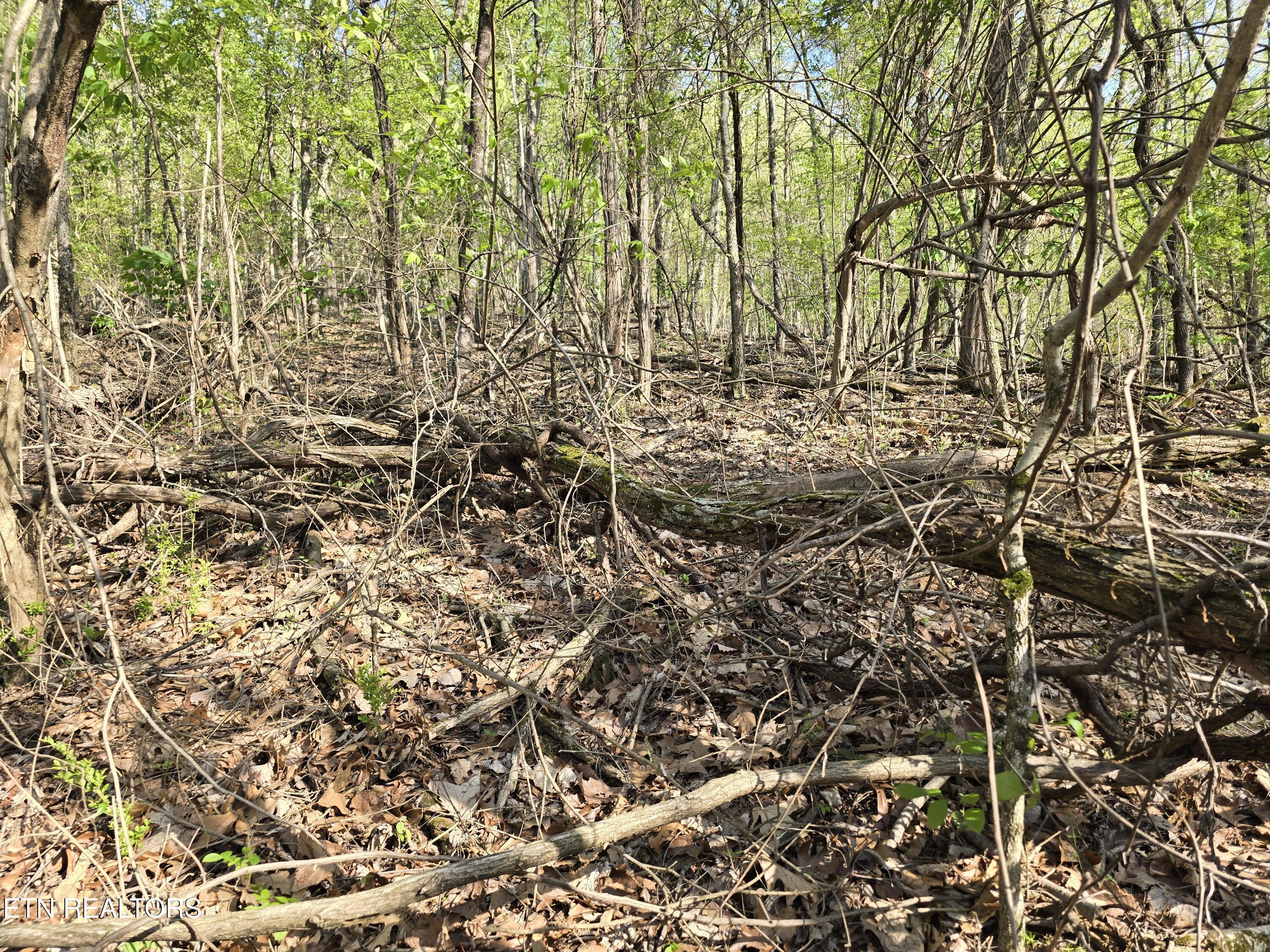 Tr-4 Boatmans Mountain-25.54ac Property Photo 25