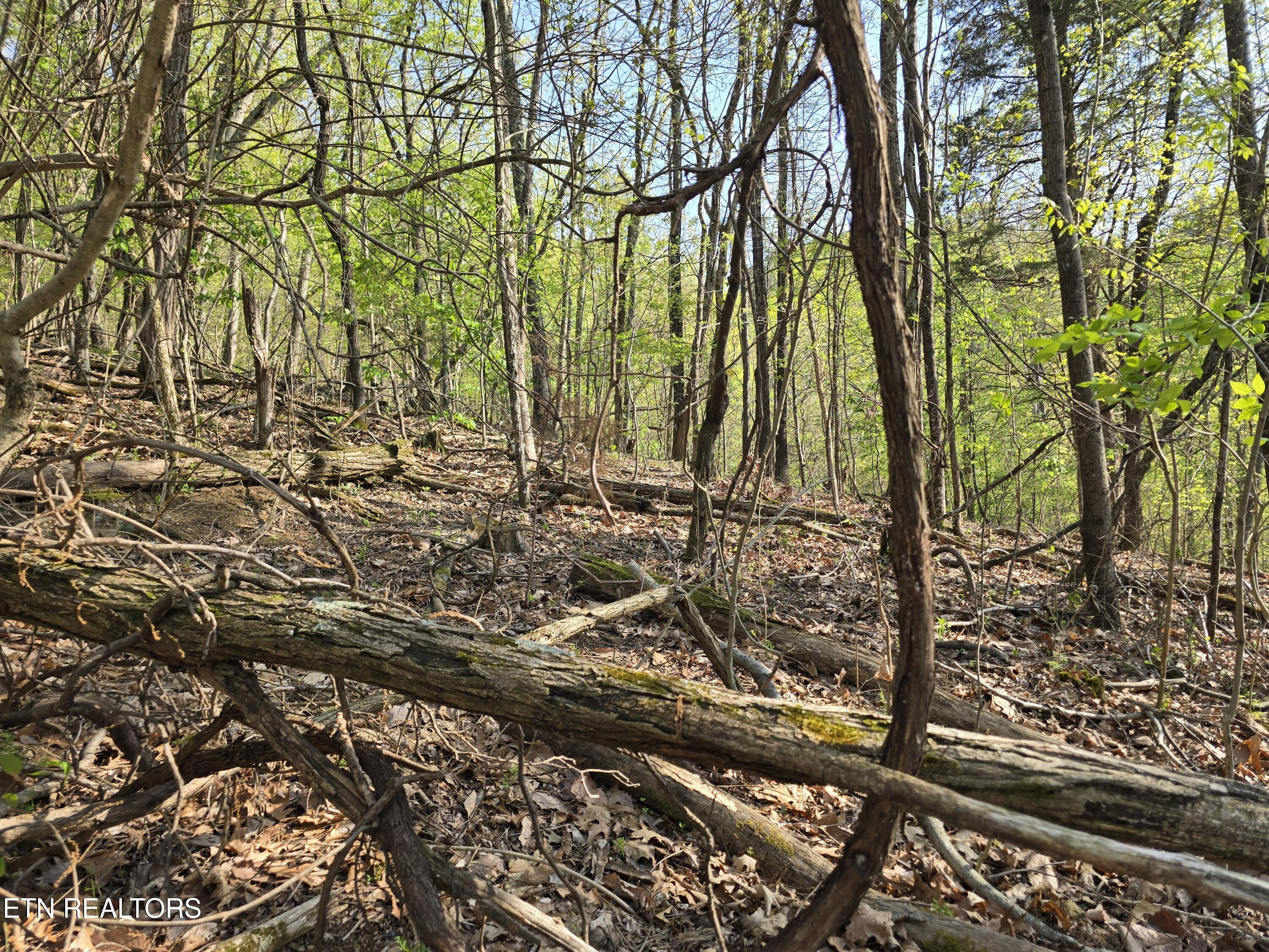 Tr-4 Boatmans Mountain-25.54ac Property Photo 26