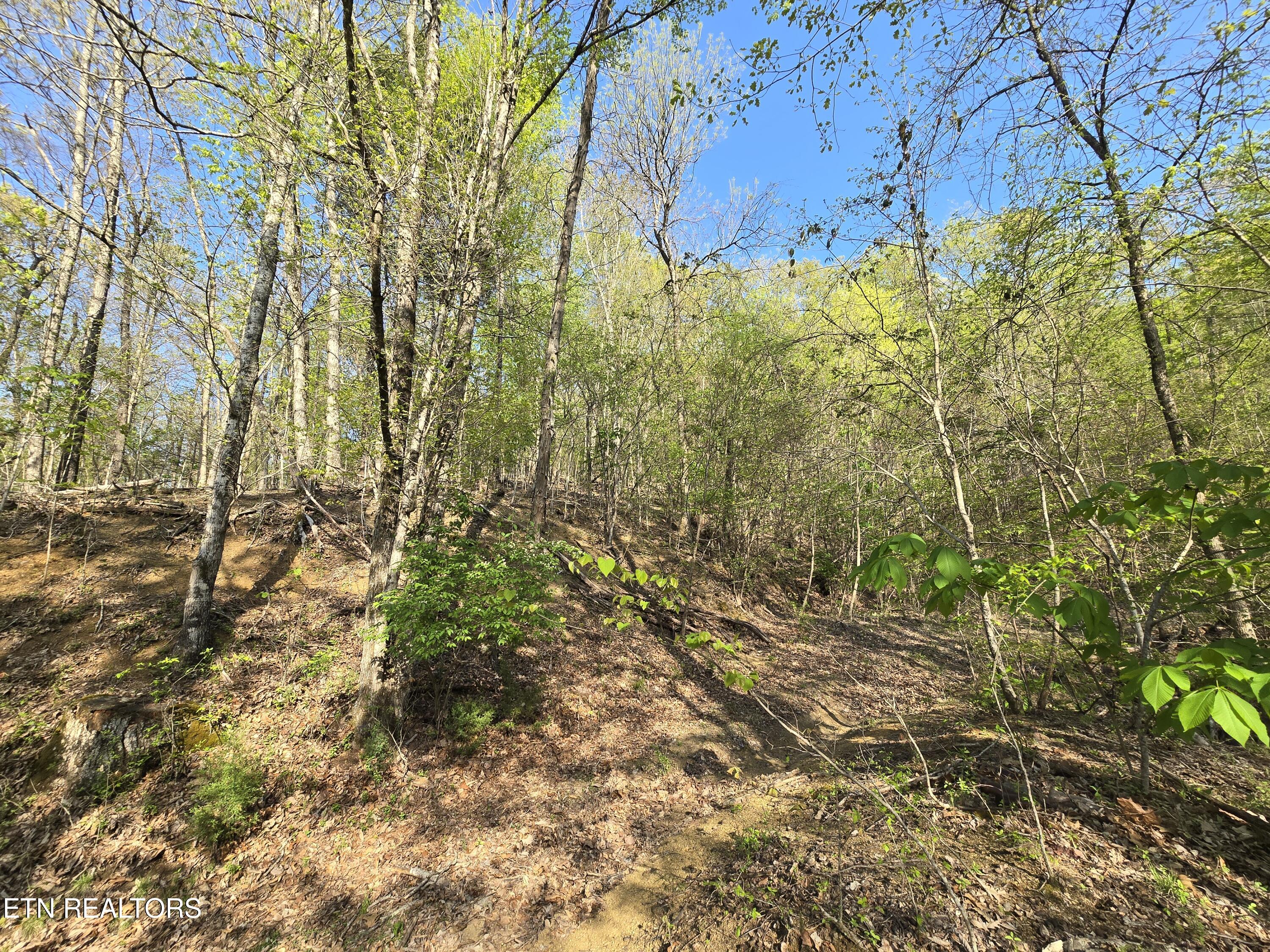 Tr-4 Boatmans Mountain-25.54ac Property Photo 31