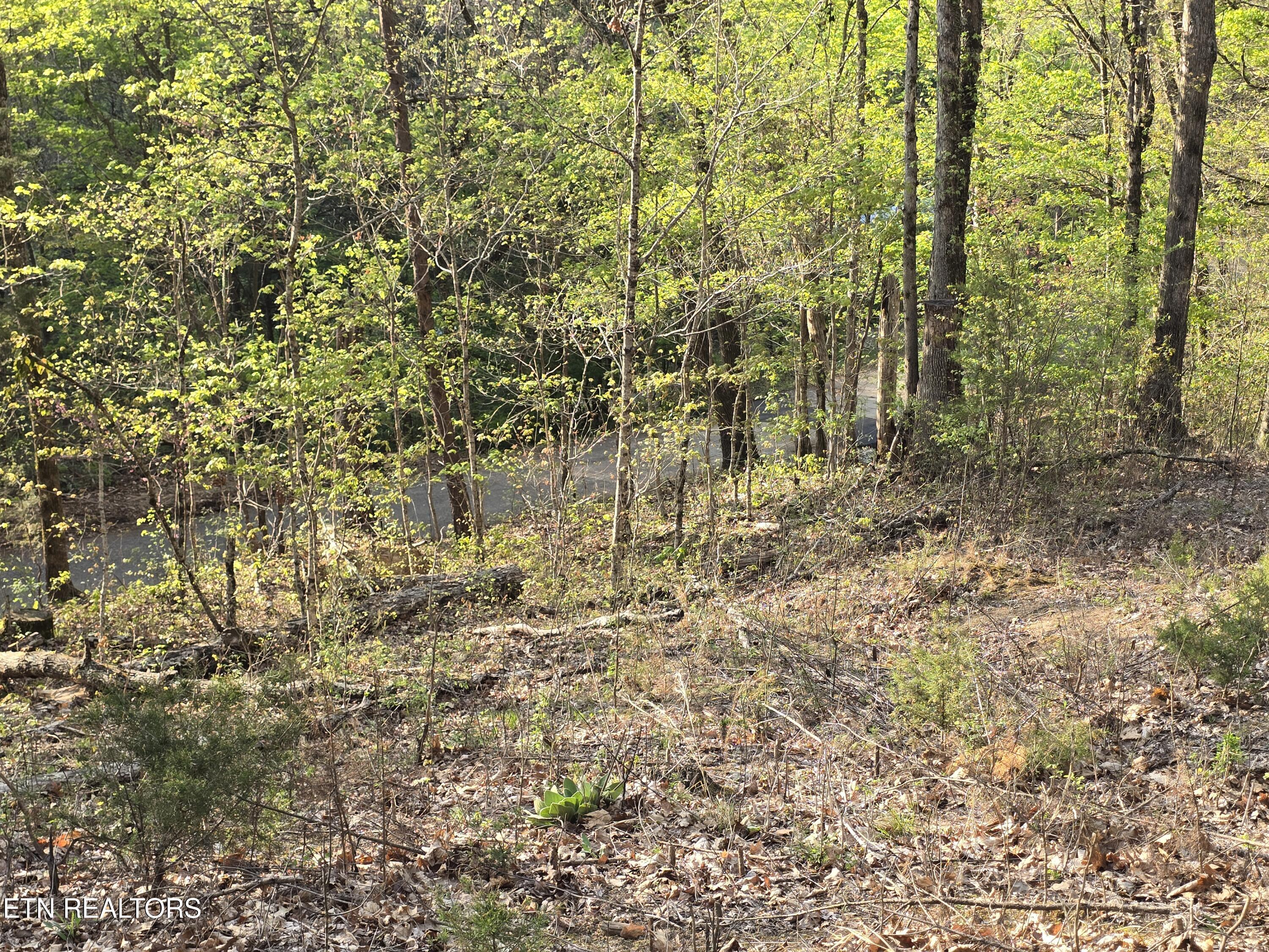 Tr-4 Boatmans Mountain-25.54ac Property Photo 39