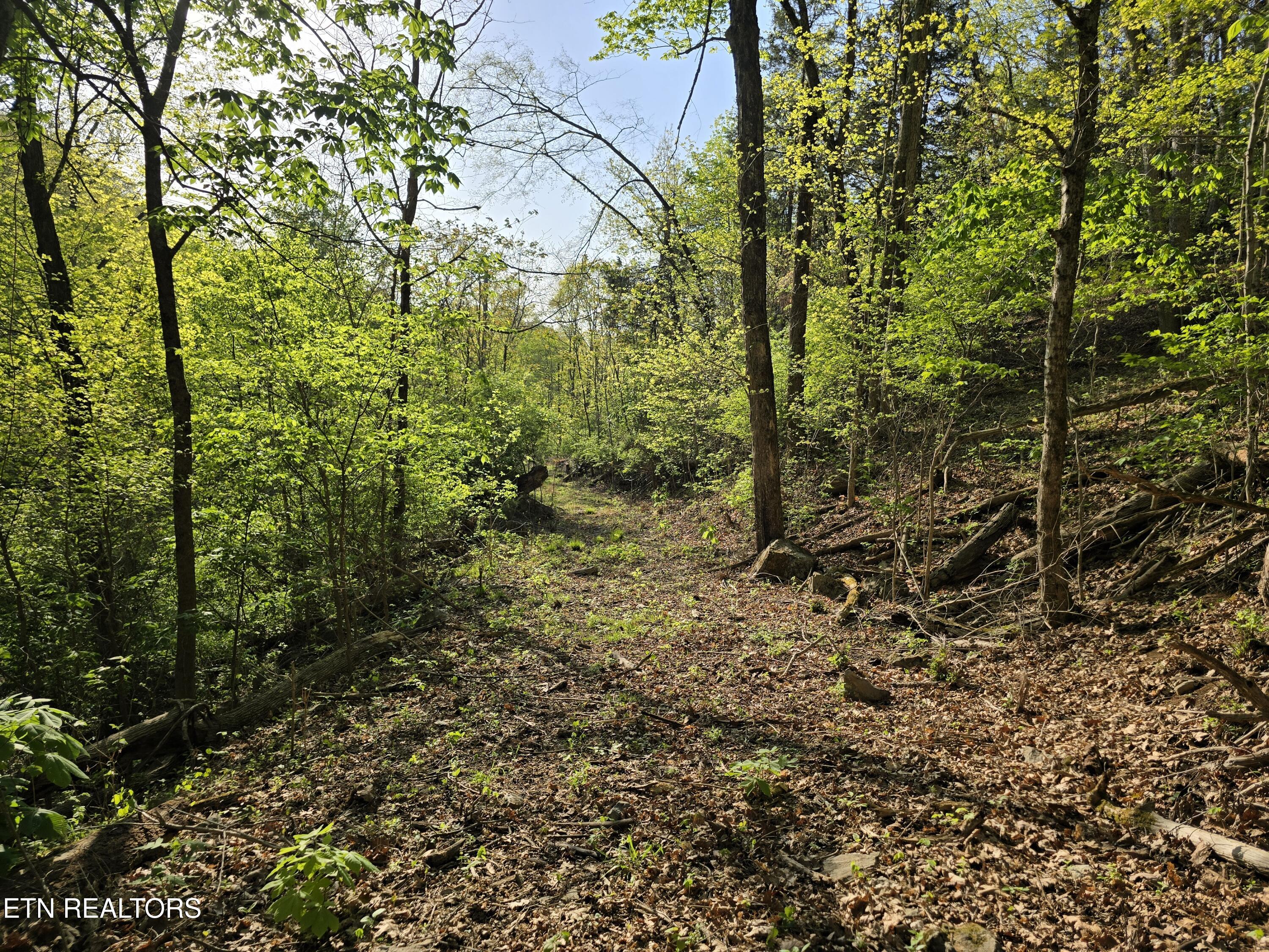 Tr-4 Boatmans Mountain-25.54ac Property Photo 41