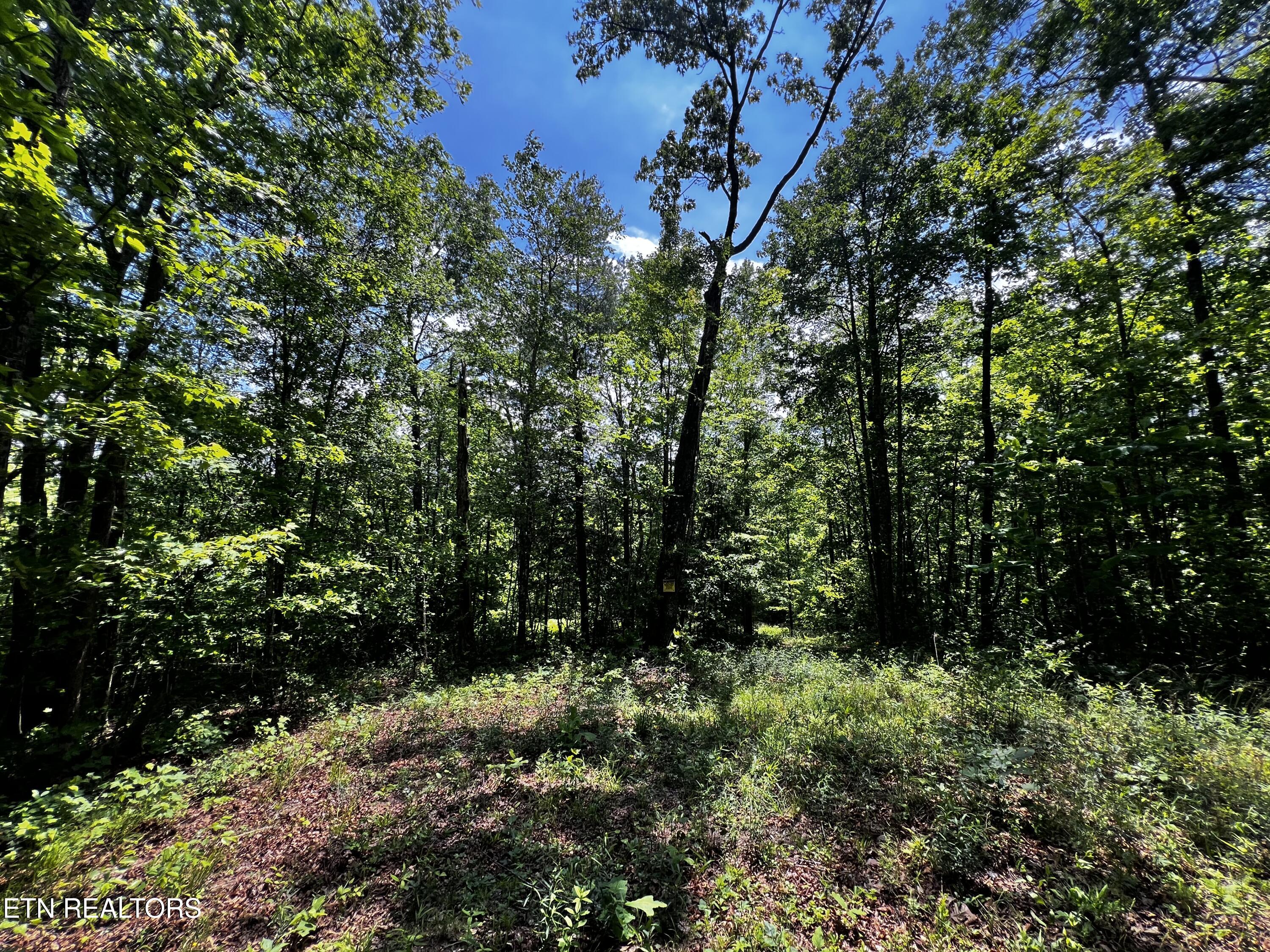 146 Fox Tr Property Photo 4