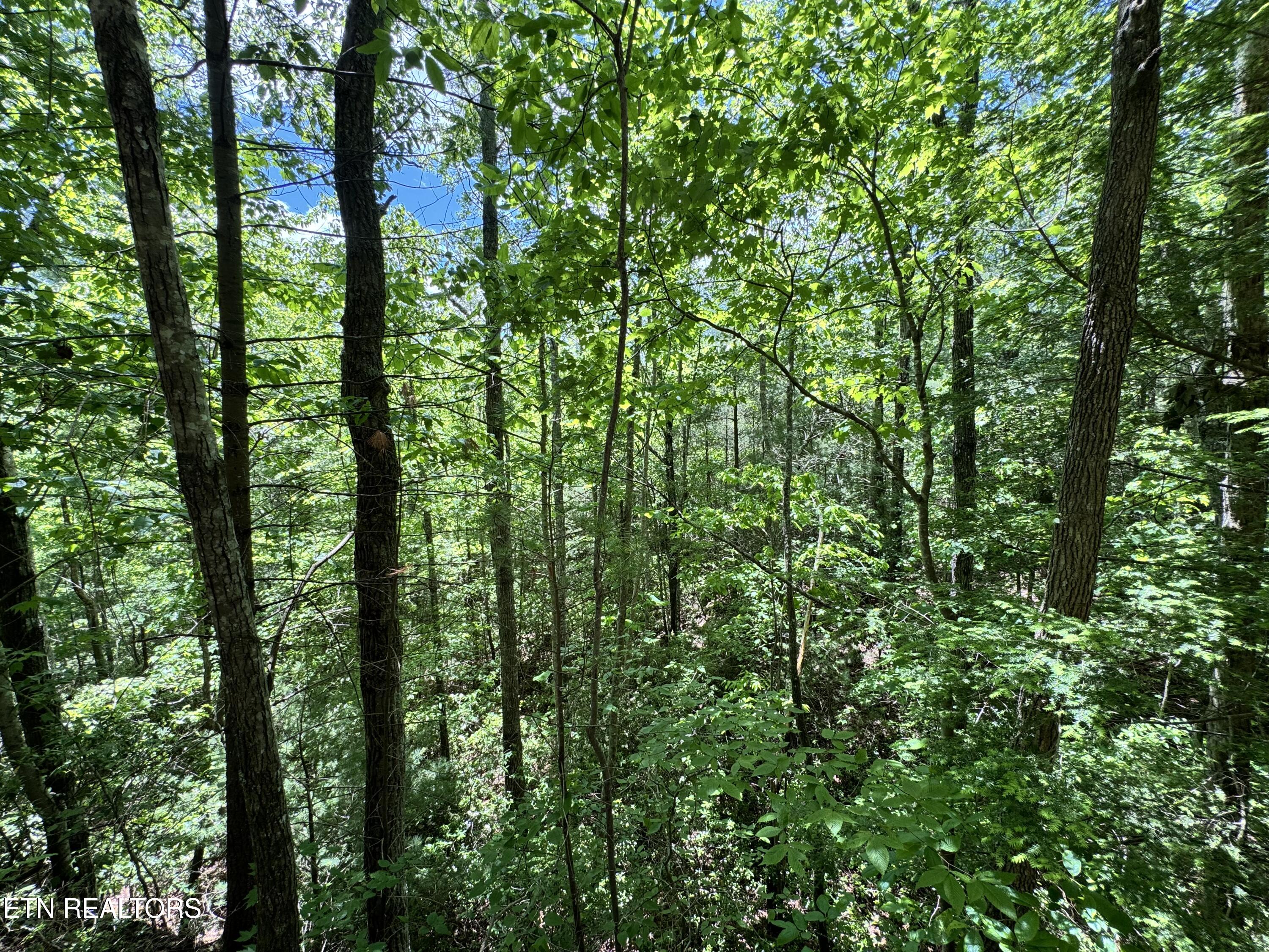 Bear Hollow Rd Property Photo 15