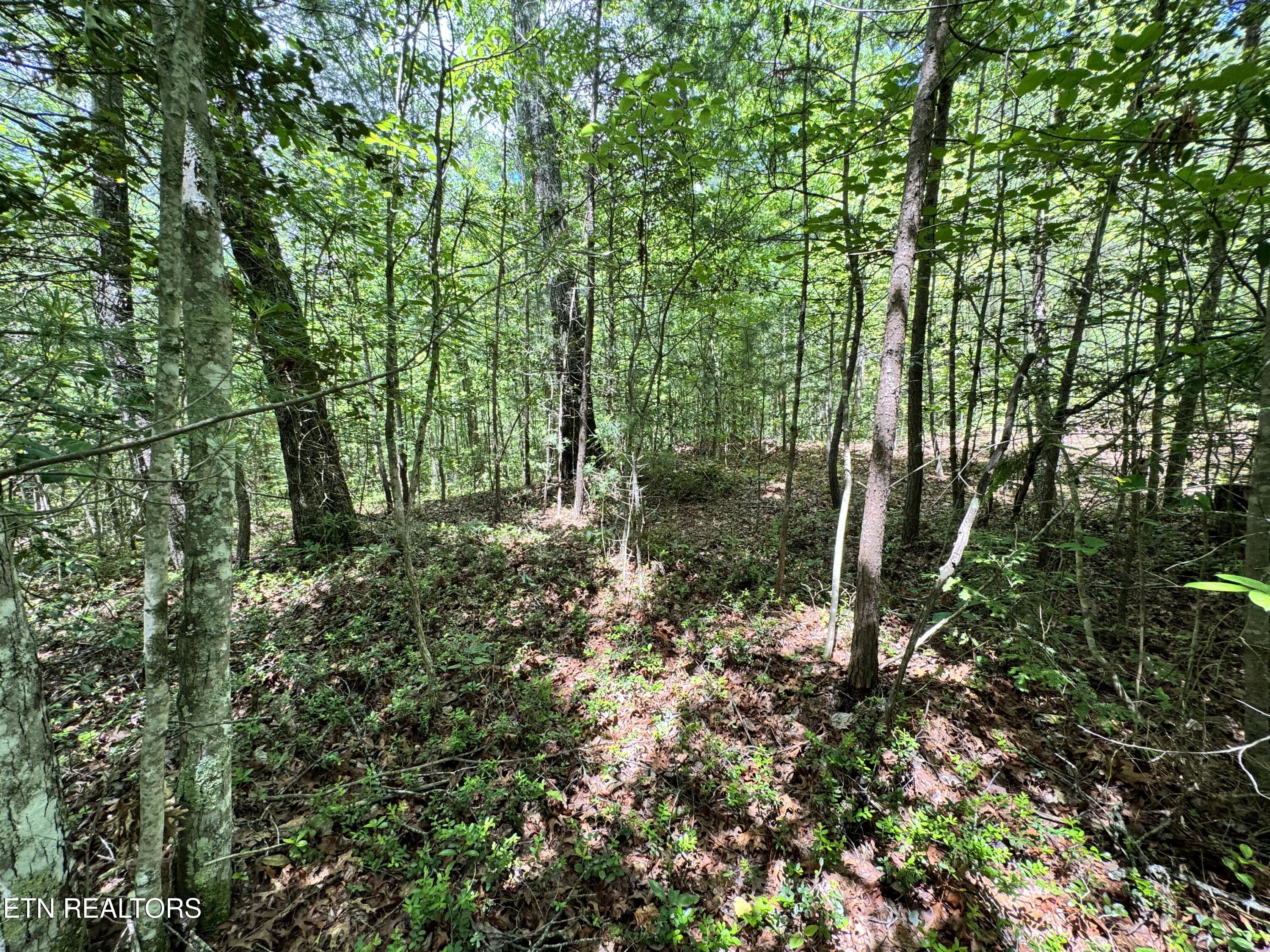 Bear Hollow Rd Property Photo 19